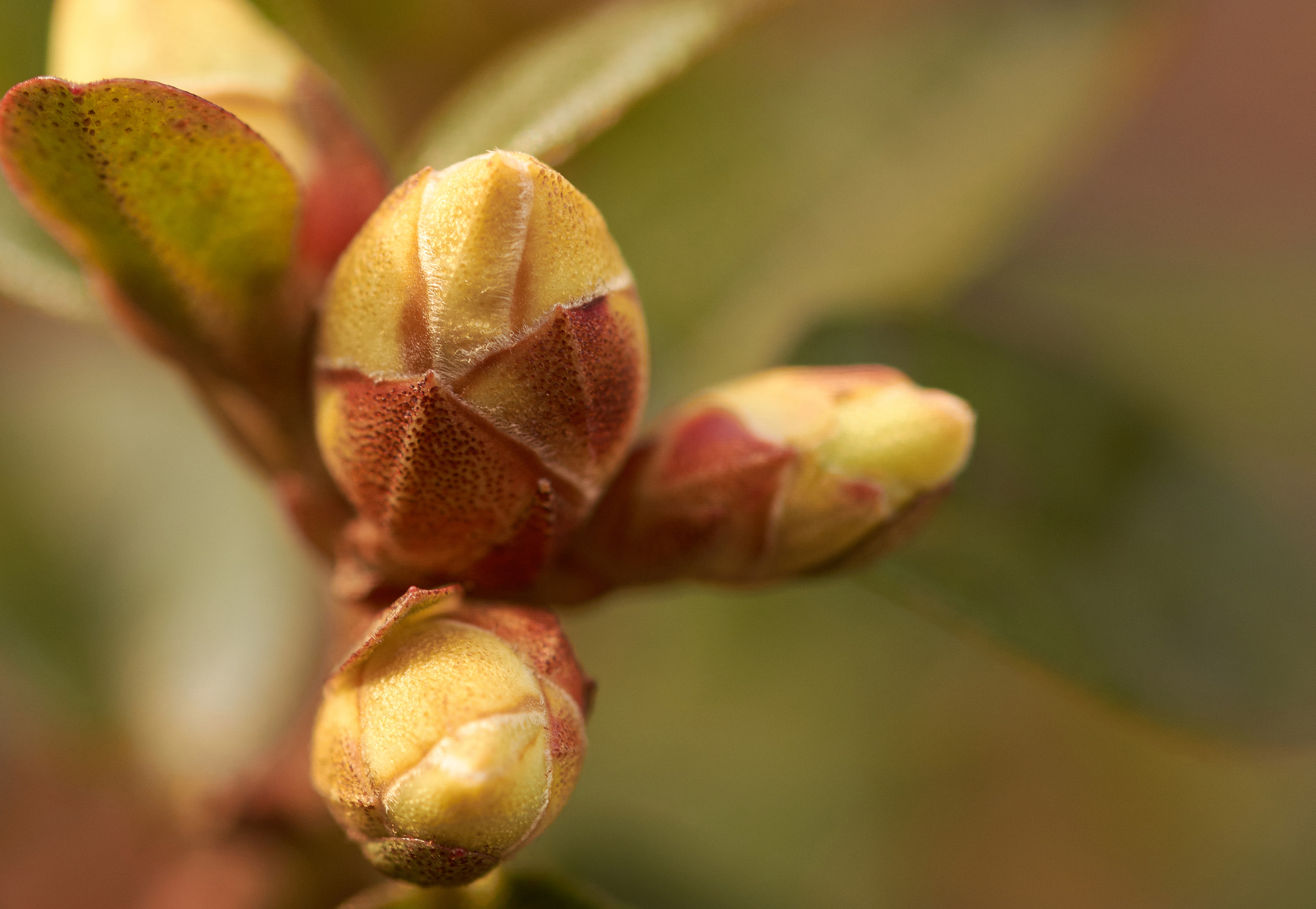 Sigma 105mm F2.8 EX DG OS HSM sample photo. Azalea bud photography