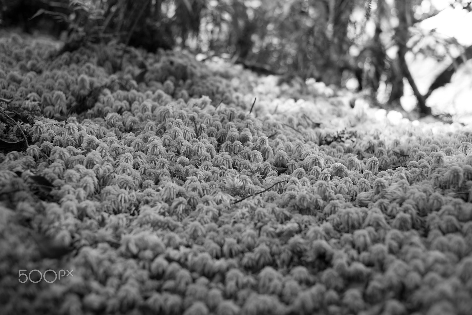 Summicron-M 1:2/35 ASPH. sample photo. Bed of moss under the trees at lake matheson, new zealand - december 2016 photography