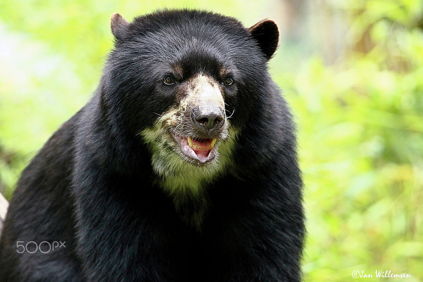 Canon EF 100-400mm F4.5-5.6L IS USM sample photo. Spectacled bear photography