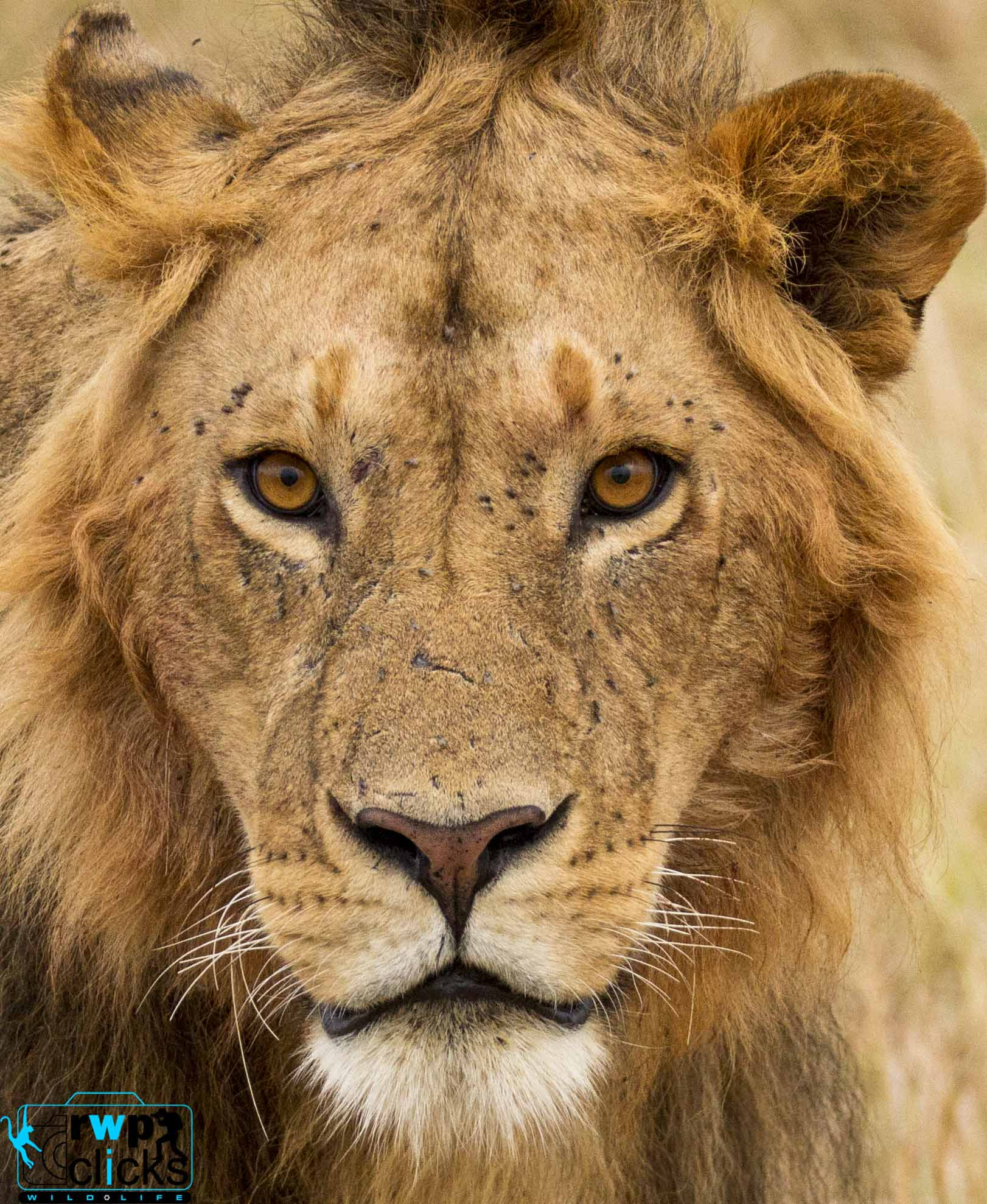 150-600mm F5-6.3 DG OS HSM | Sports 014 sample photo. The king  photography