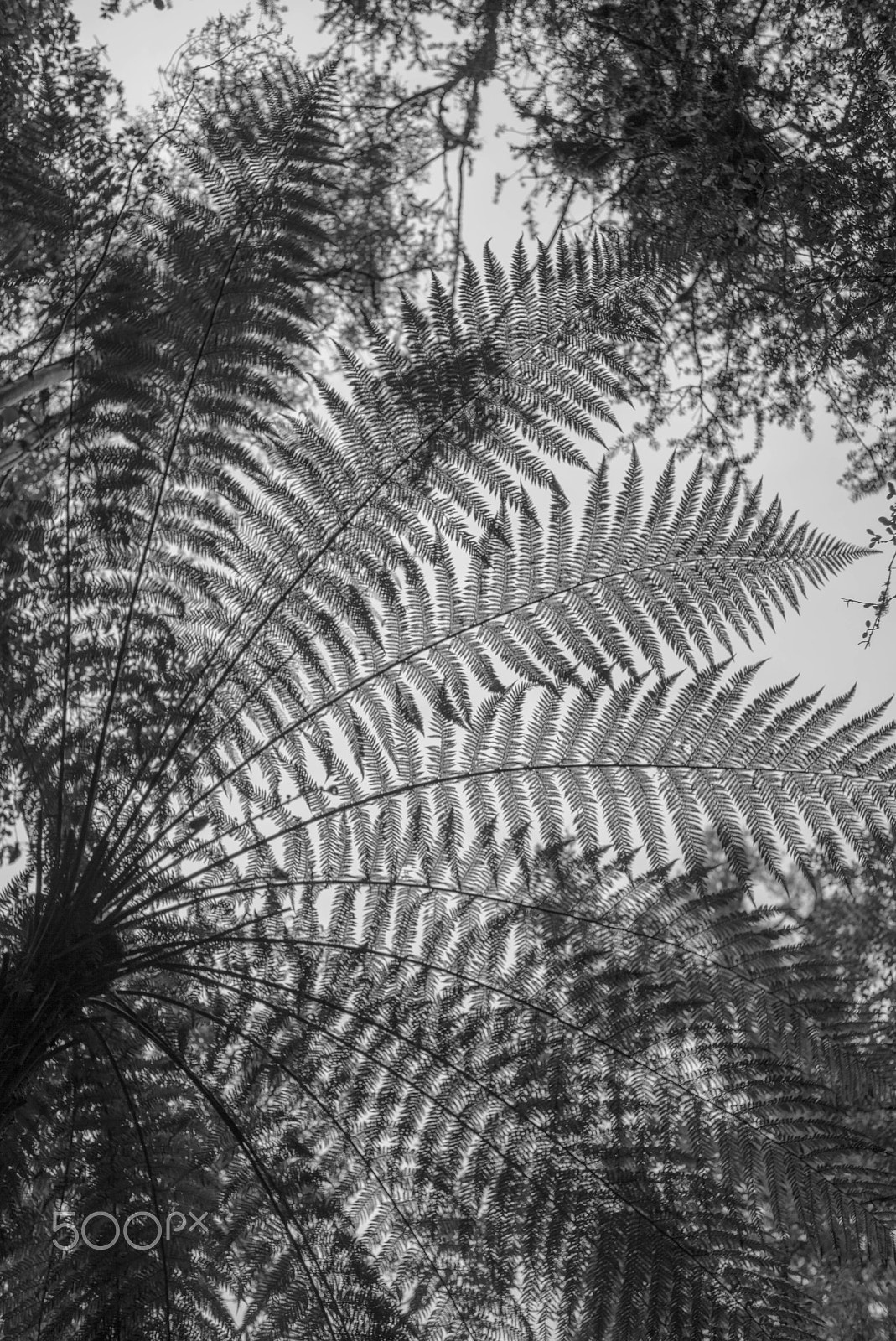 Summicron-M 1:2/35 ASPH. sample photo. Tree fern - light version - lake matheson, new zealand, december 2016 photography