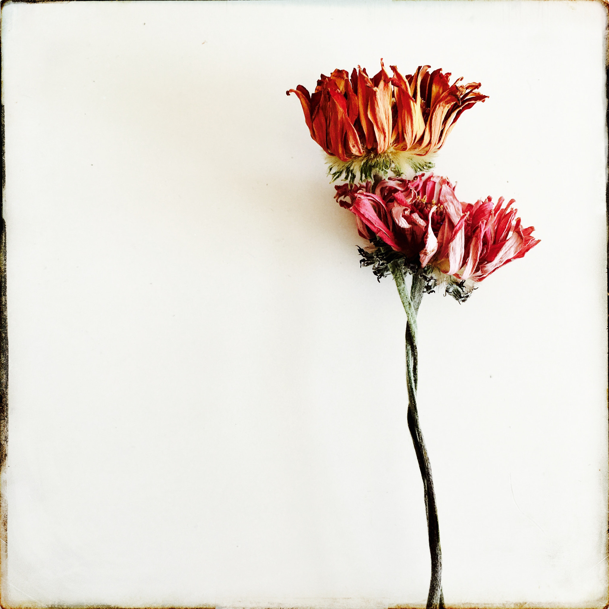 Hipstamatic 331 sample photo. Still blooming photography