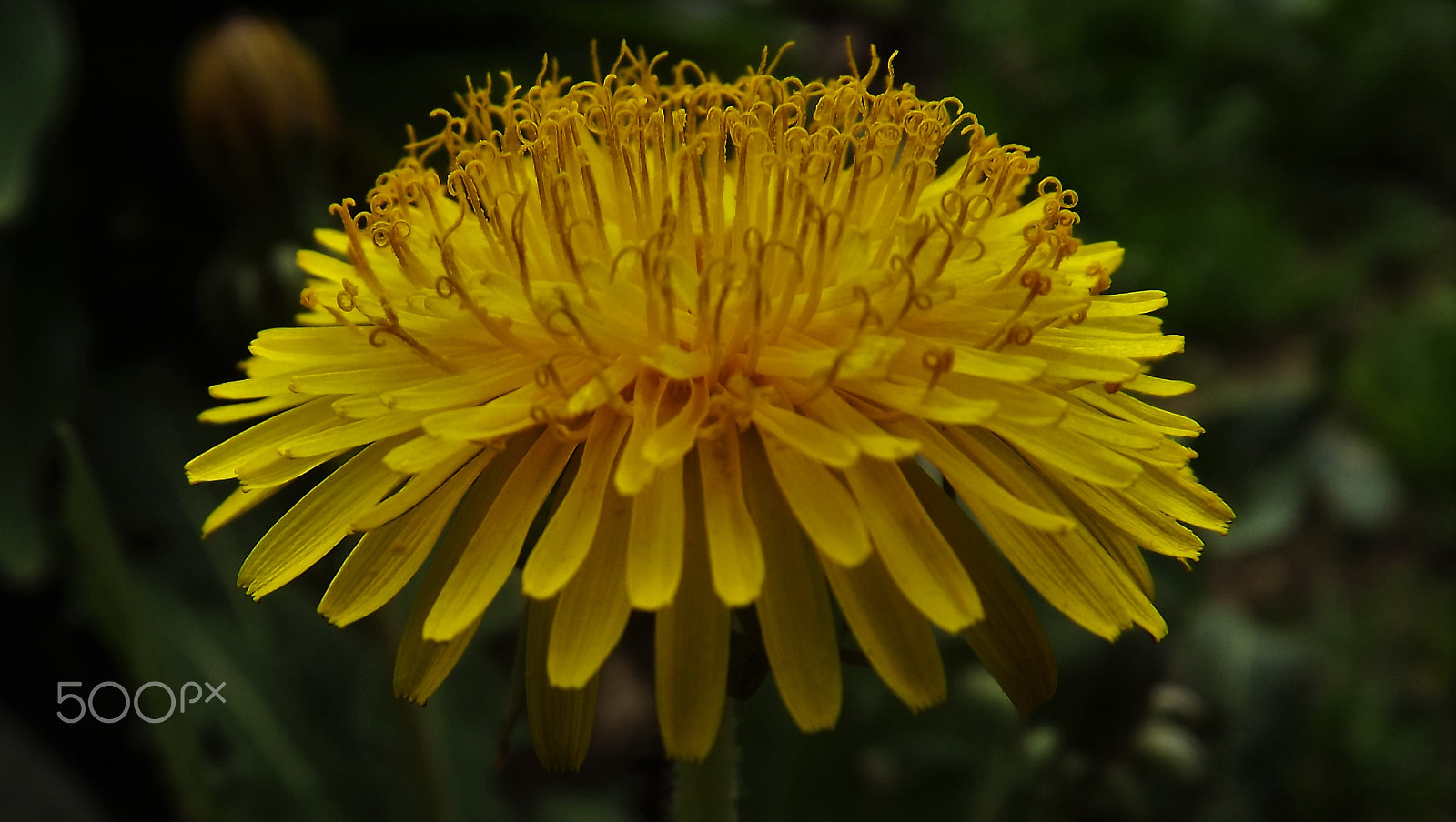 Fujifilm FinePix S3400 sample photo. Dandelion photography