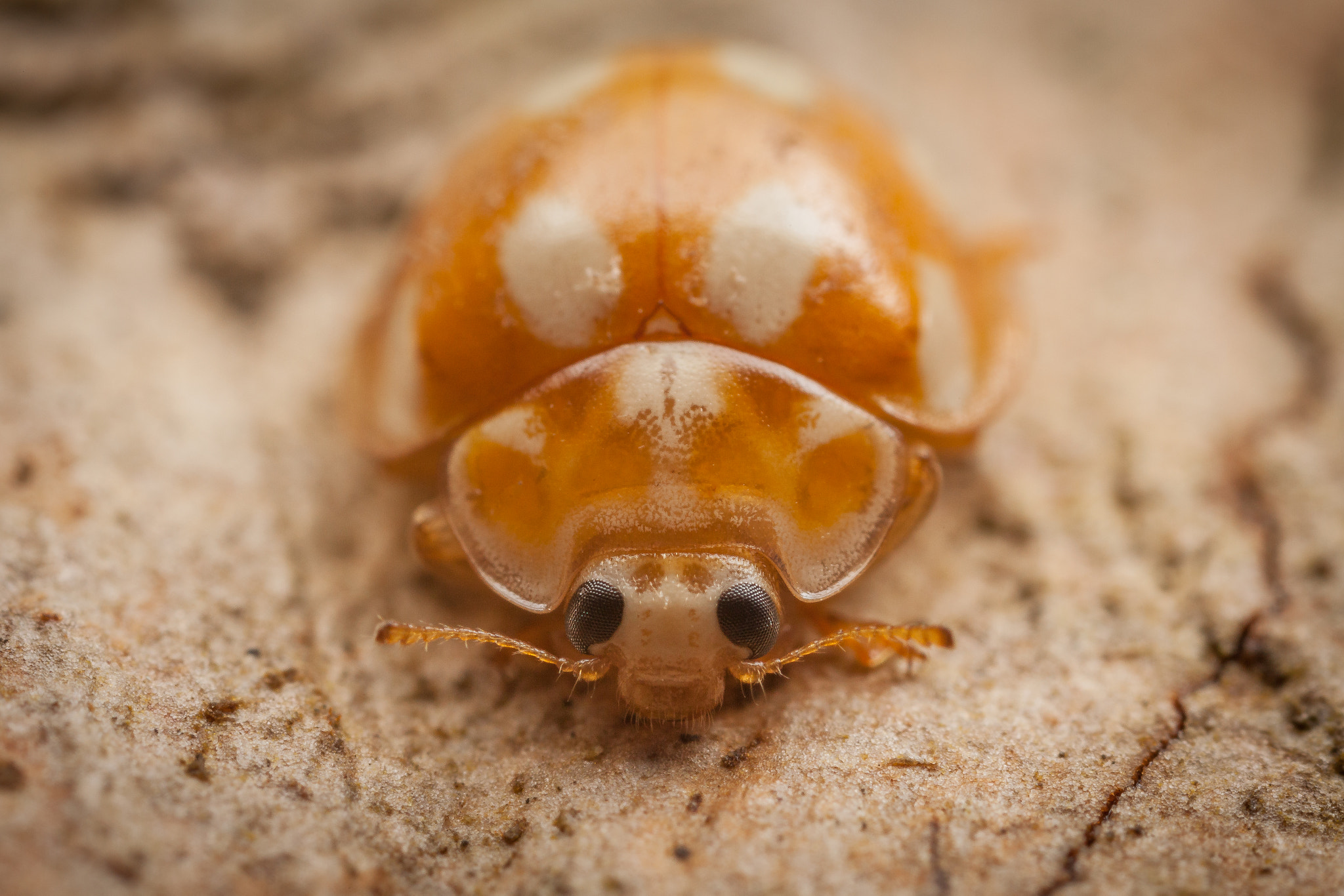 Canon EOS 5D Mark II + Canon MP-E 65mm F2.5 1-5x Macro Photo sample photo. Orange ladybird photography