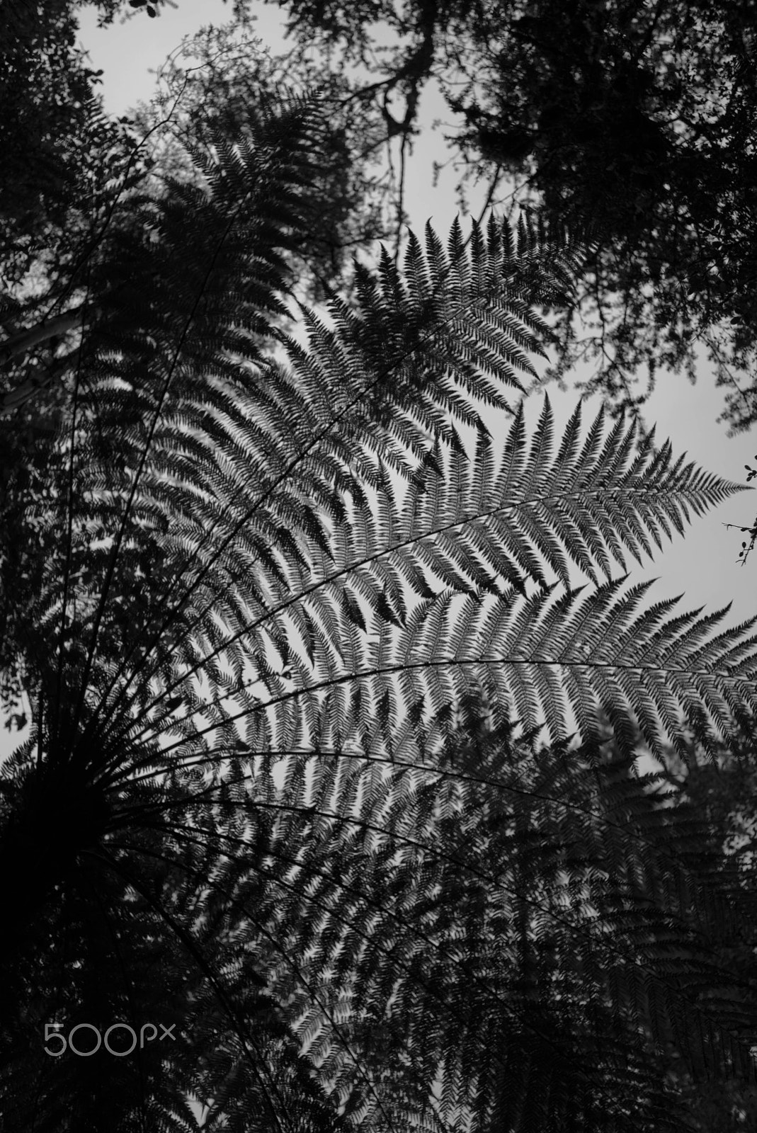 Leica M (Typ 240) + Summicron-M 1:2/35 ASPH. sample photo. Tree fern - dark version - lake matheson, new zealand, december 2016 photography