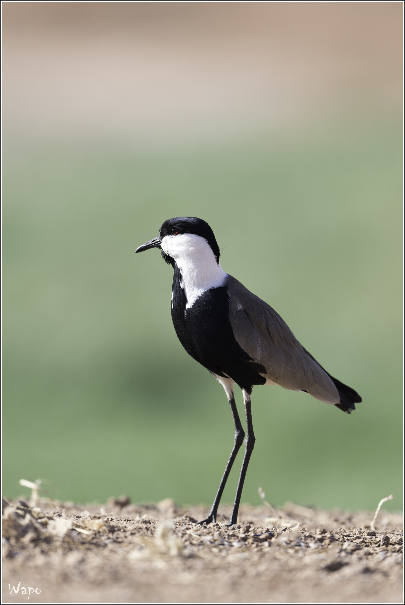 Nikon D500 sample photo. Spur-winged plover photography