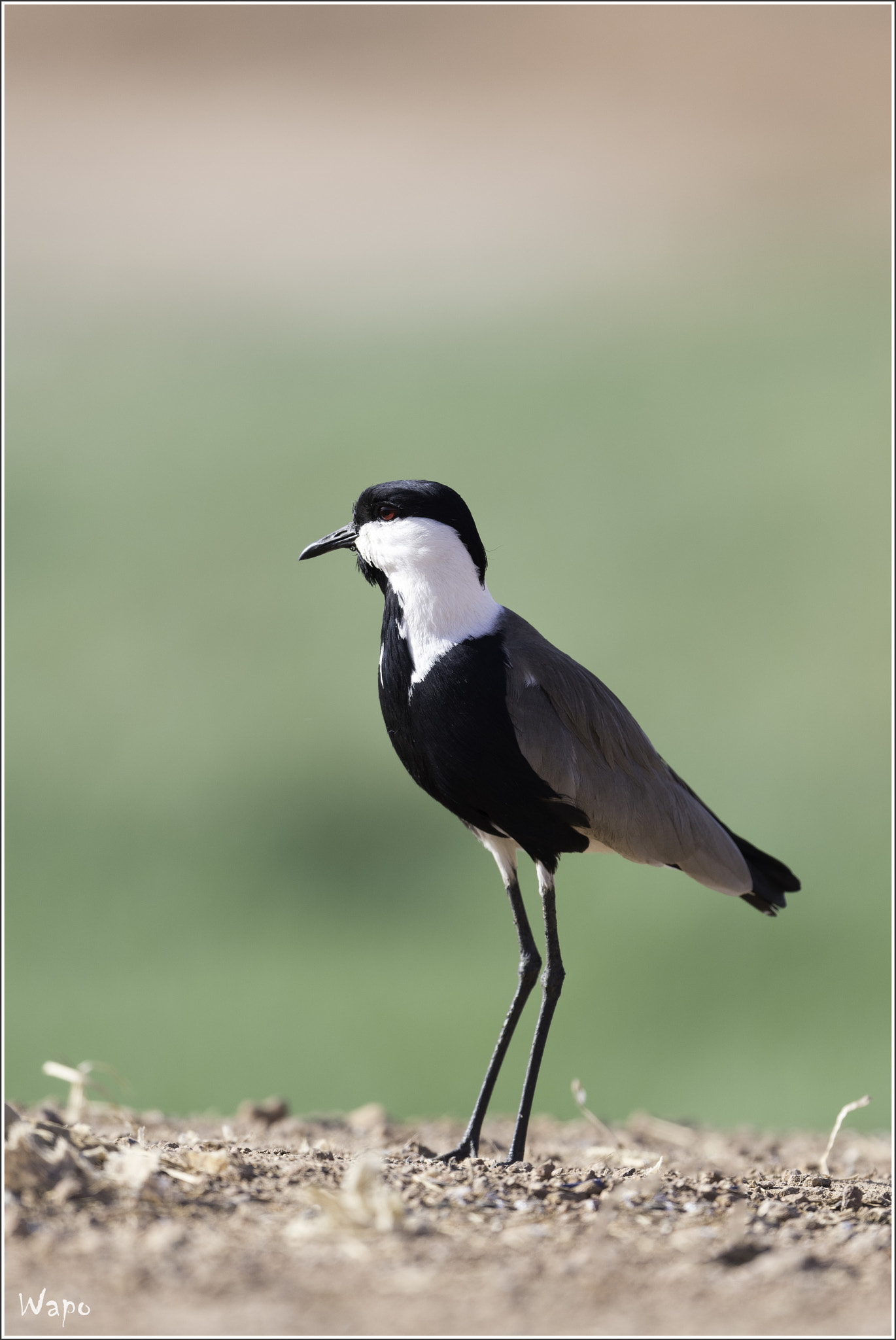 Nikon AF-S Nikkor 500mm F4E FL ED VR sample photo. Spur-winged plover photography