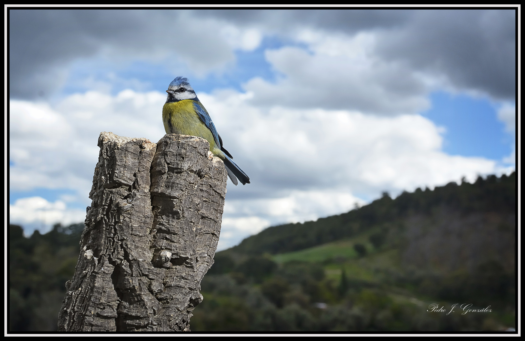 Nikon D7100 sample photo. Y llegó la primavera!!! photography