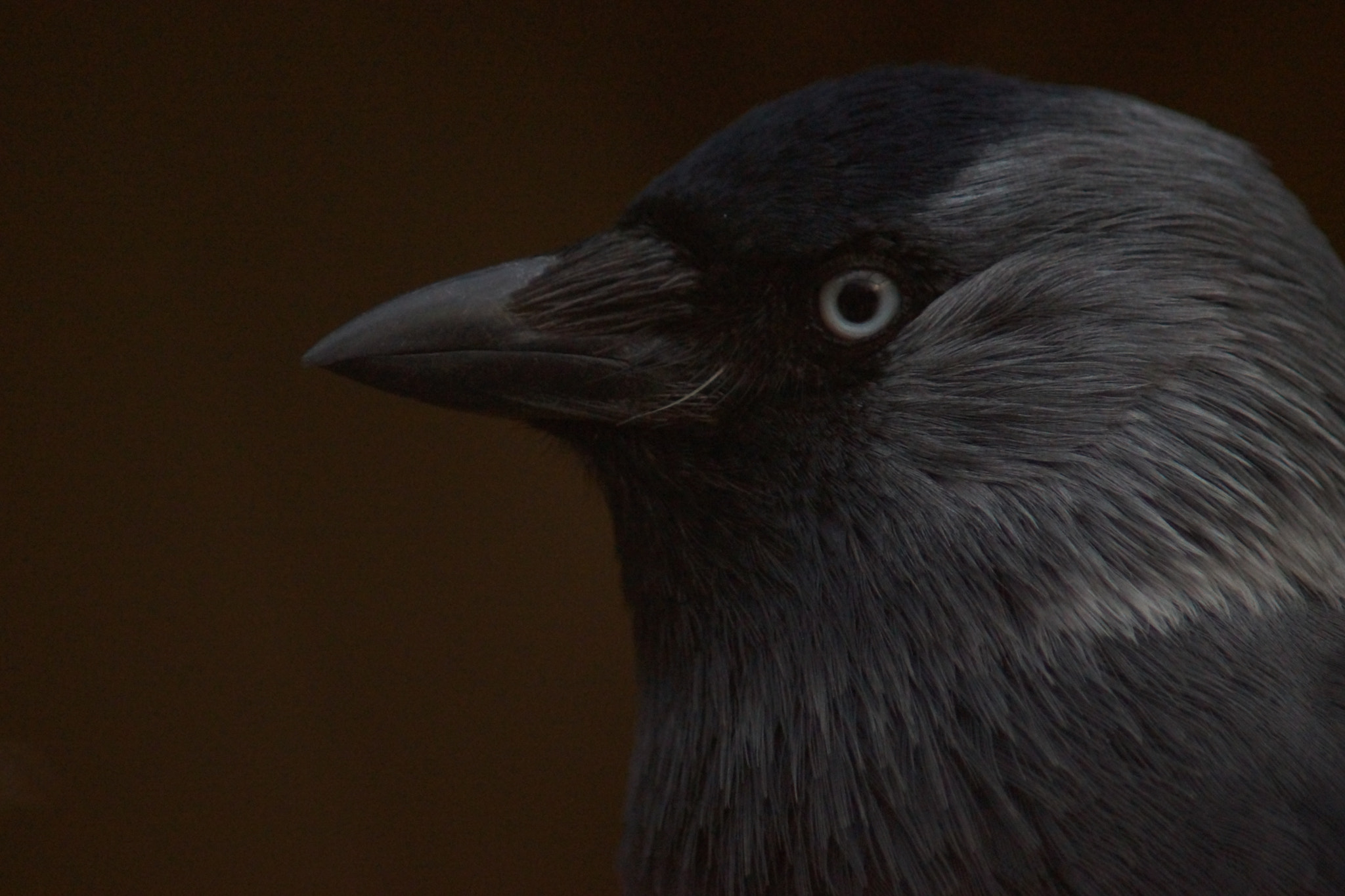 Sony SLT-A65 (SLT-A65V) + Minolta AF 70-210mm F4.5-5.6 [II] sample photo. Jackdaw bird  photography