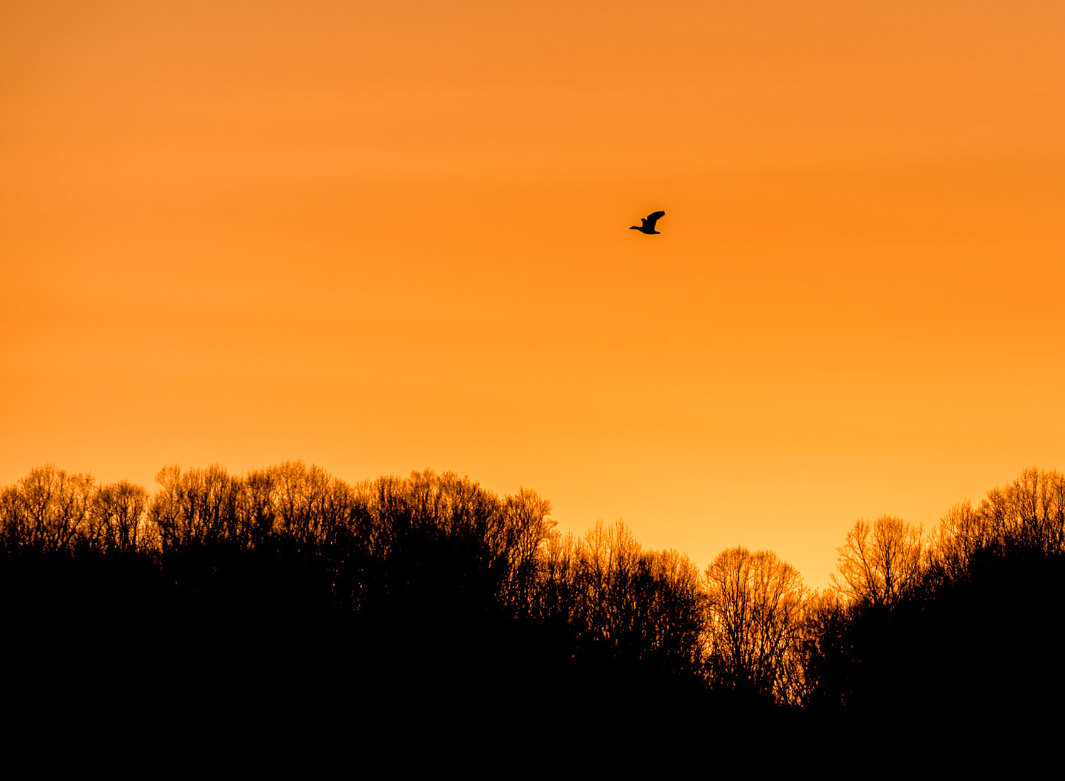 Nikon AF-S Nikkor 200-500mm F5.6E ED VR sample photo. Snow goose against setting sun photography