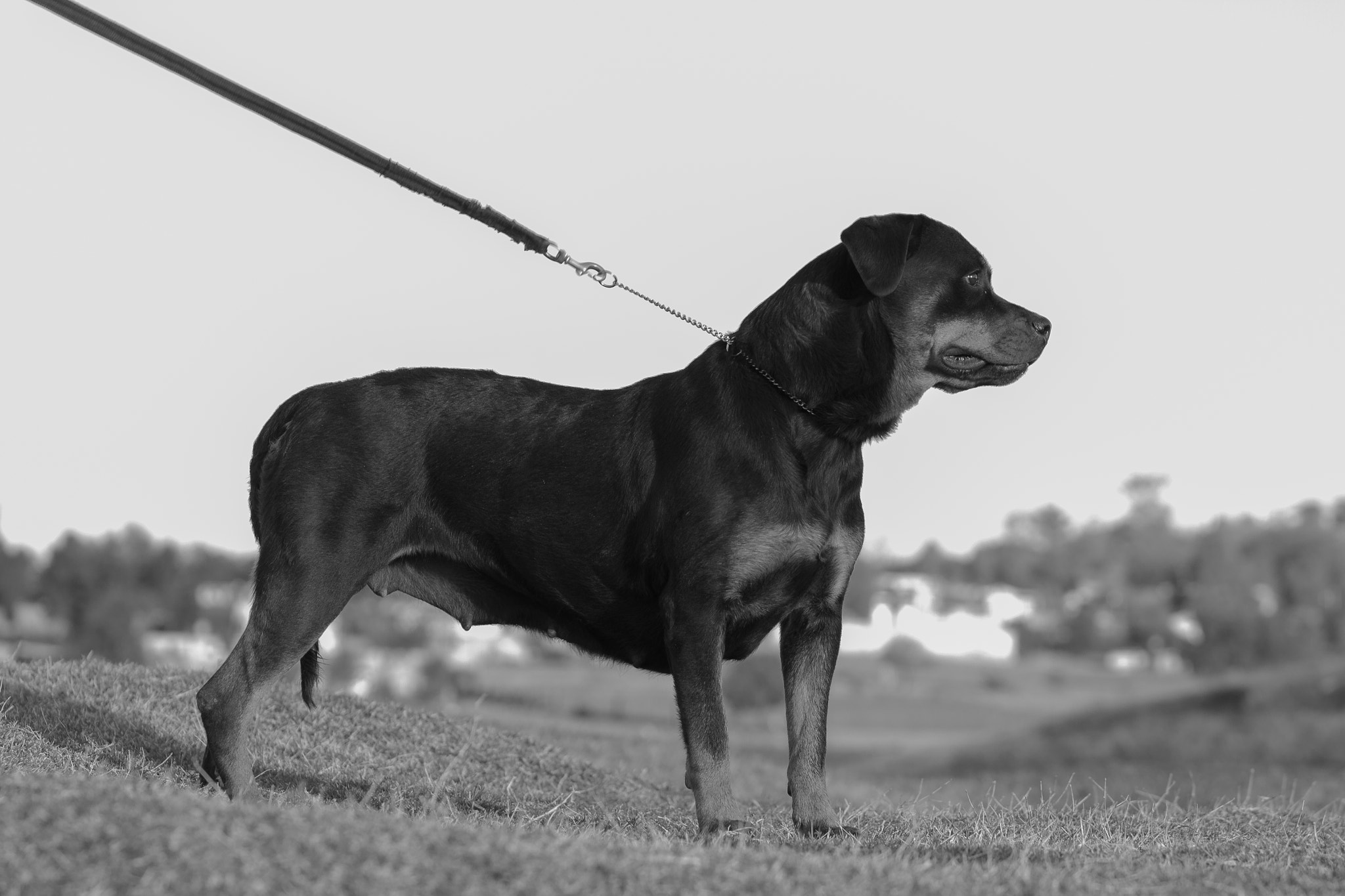 Canon EF 70-200mm F2.8L IS USM sample photo. Rott photography