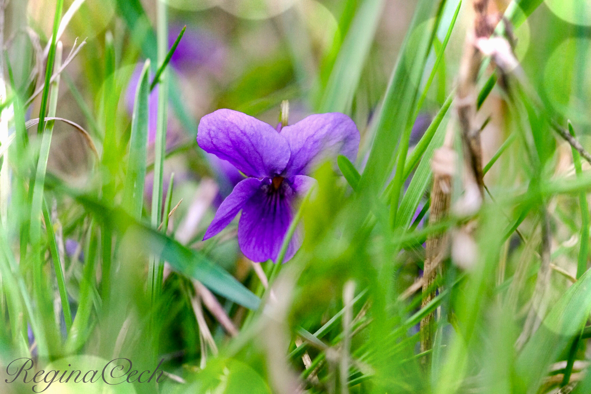 Fujifilm X-E2S + Fujifilm XF 60mm F2.4 R Macro sample photo. I'm a princess photography