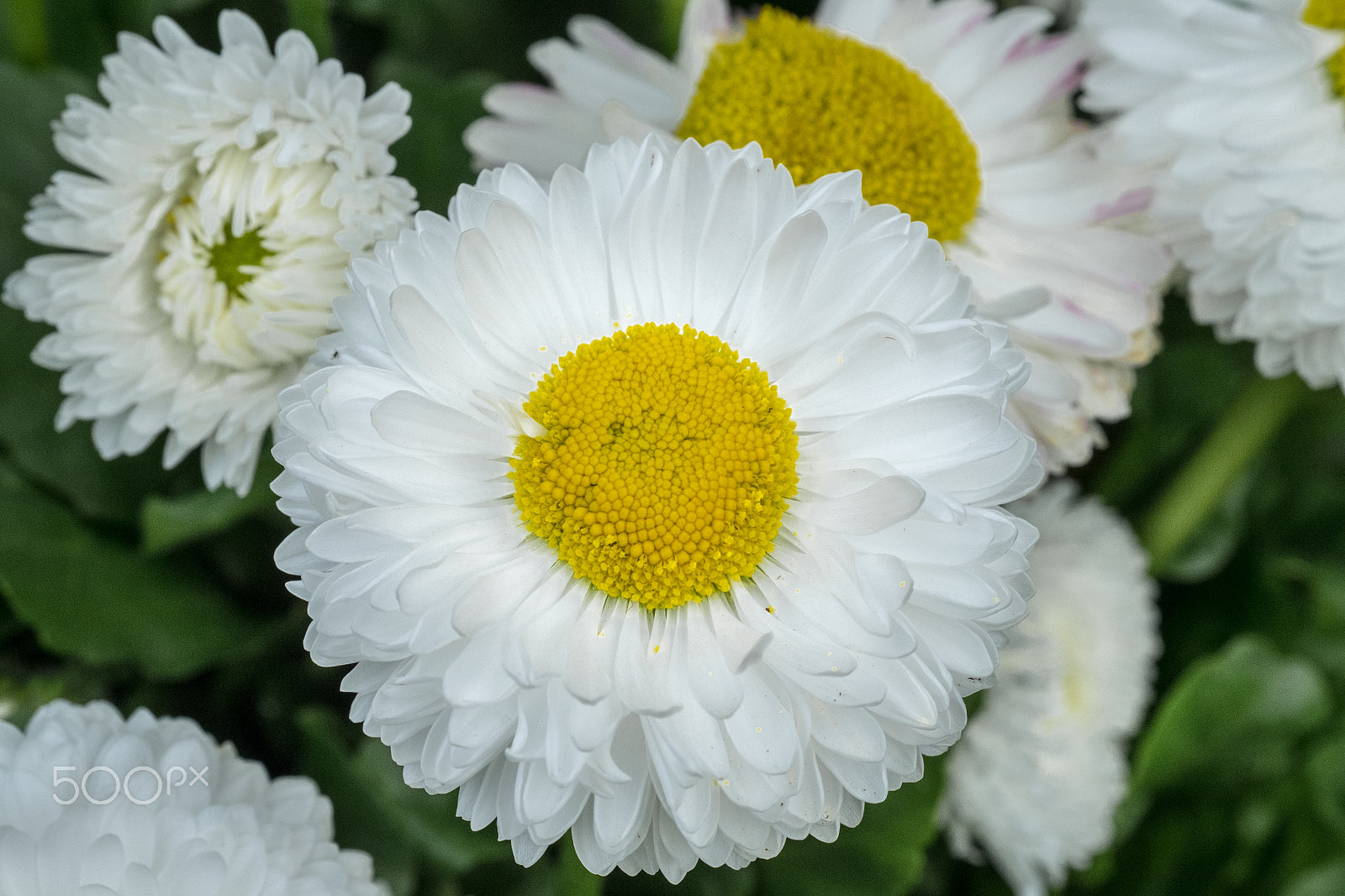 Fujifilm X-T1 + Fujifilm XF 60mm F2.4 R Macro sample photo. It's spring photography