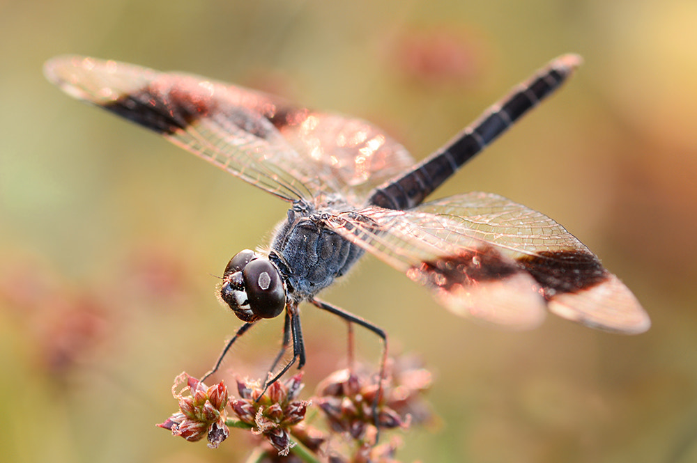 Nikon D7100 sample photo. Dragonfly photography