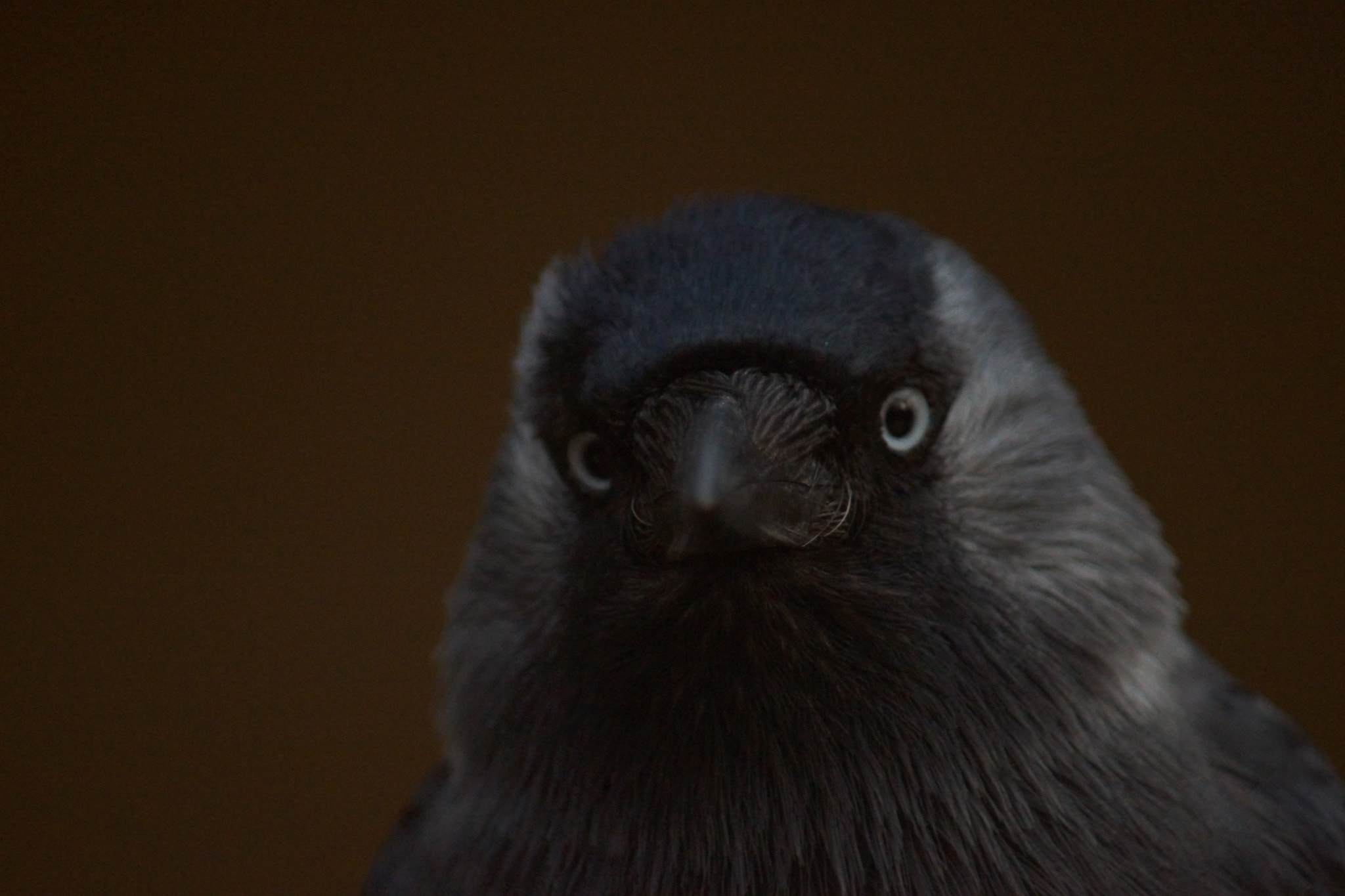 Minolta AF 70-210mm F4.5-5.6 [II] sample photo. Jackdaw bird  photography