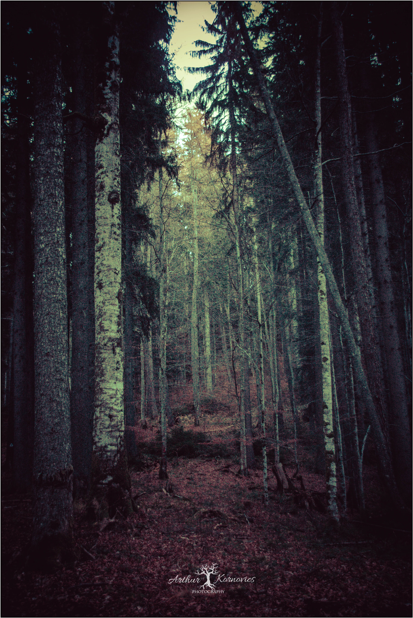 Sigma 18-250mm F3.5-6.3 DC OS HSM sample photo. I'm completed just in there where the trees dance overhead" photography