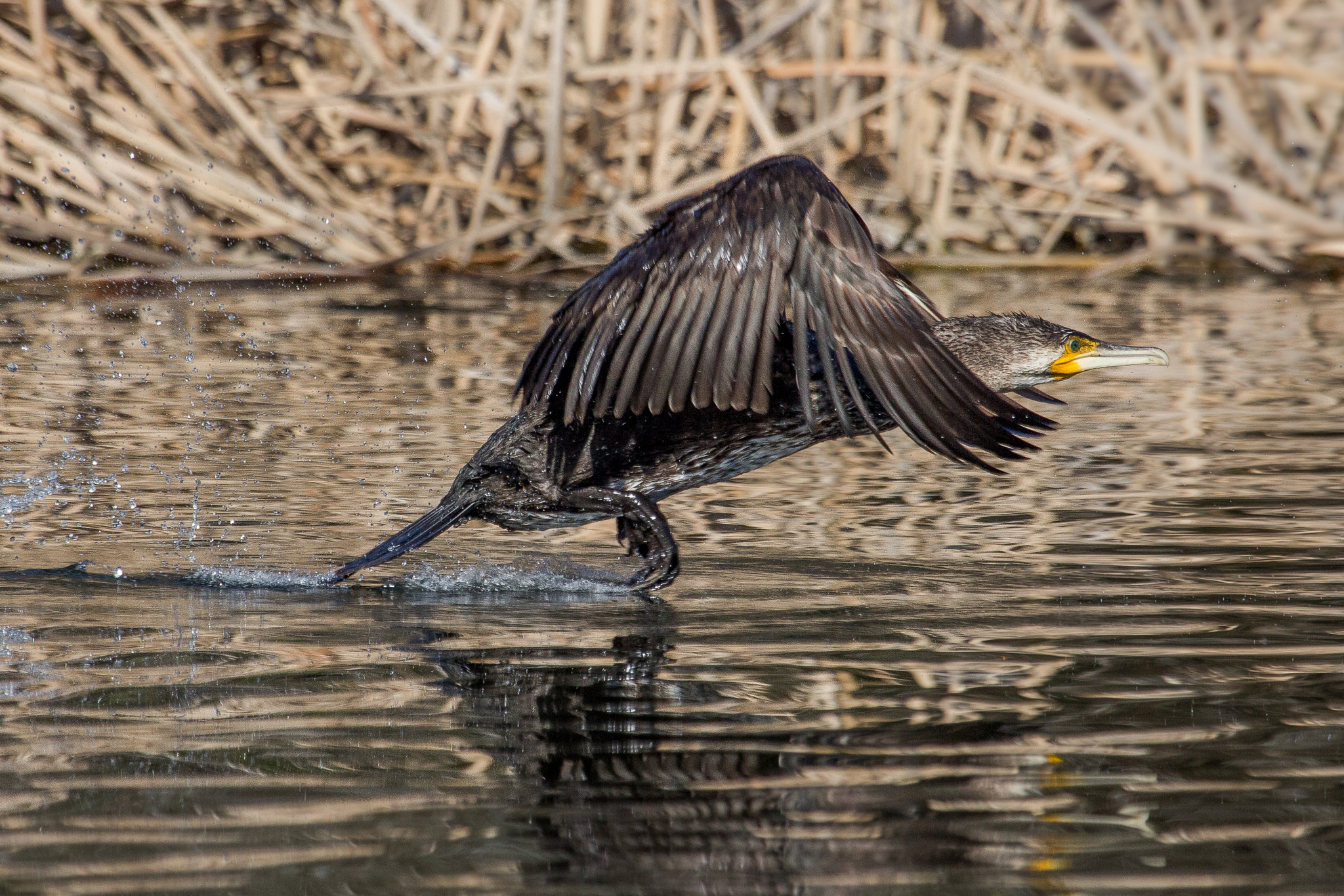 Canon EOS 60D + Canon EF 100-400mm F4.5-5.6L IS USM sample photo. Great cormorant photography