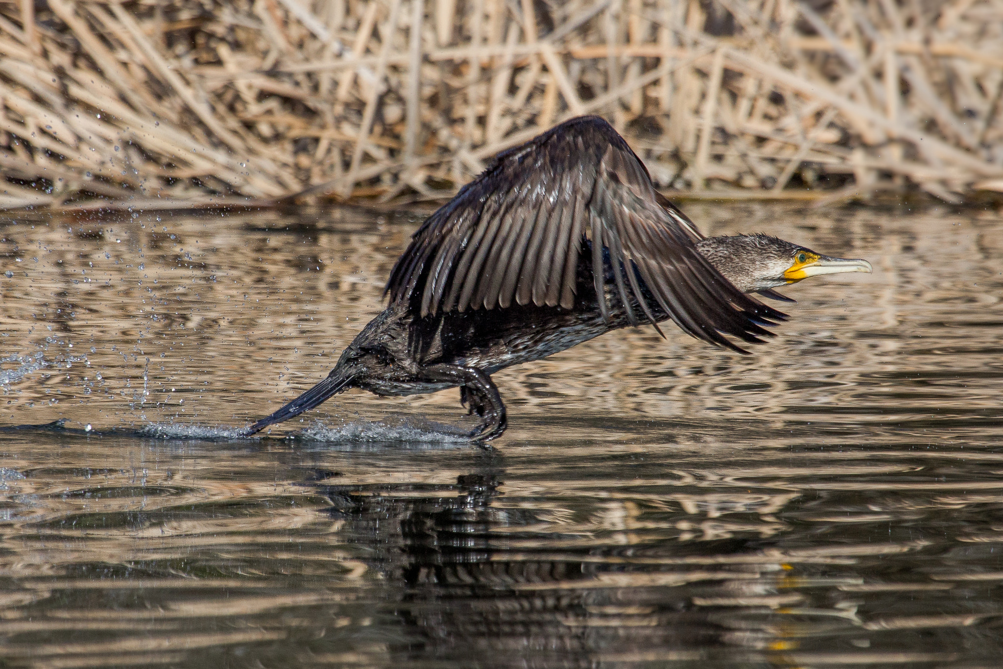 Canon EOS 60D sample photo. Great cormorant photography