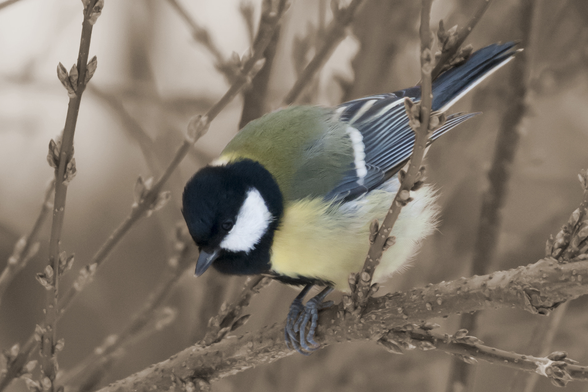 Nikon D300 sample photo. Blue tit on a branch photography