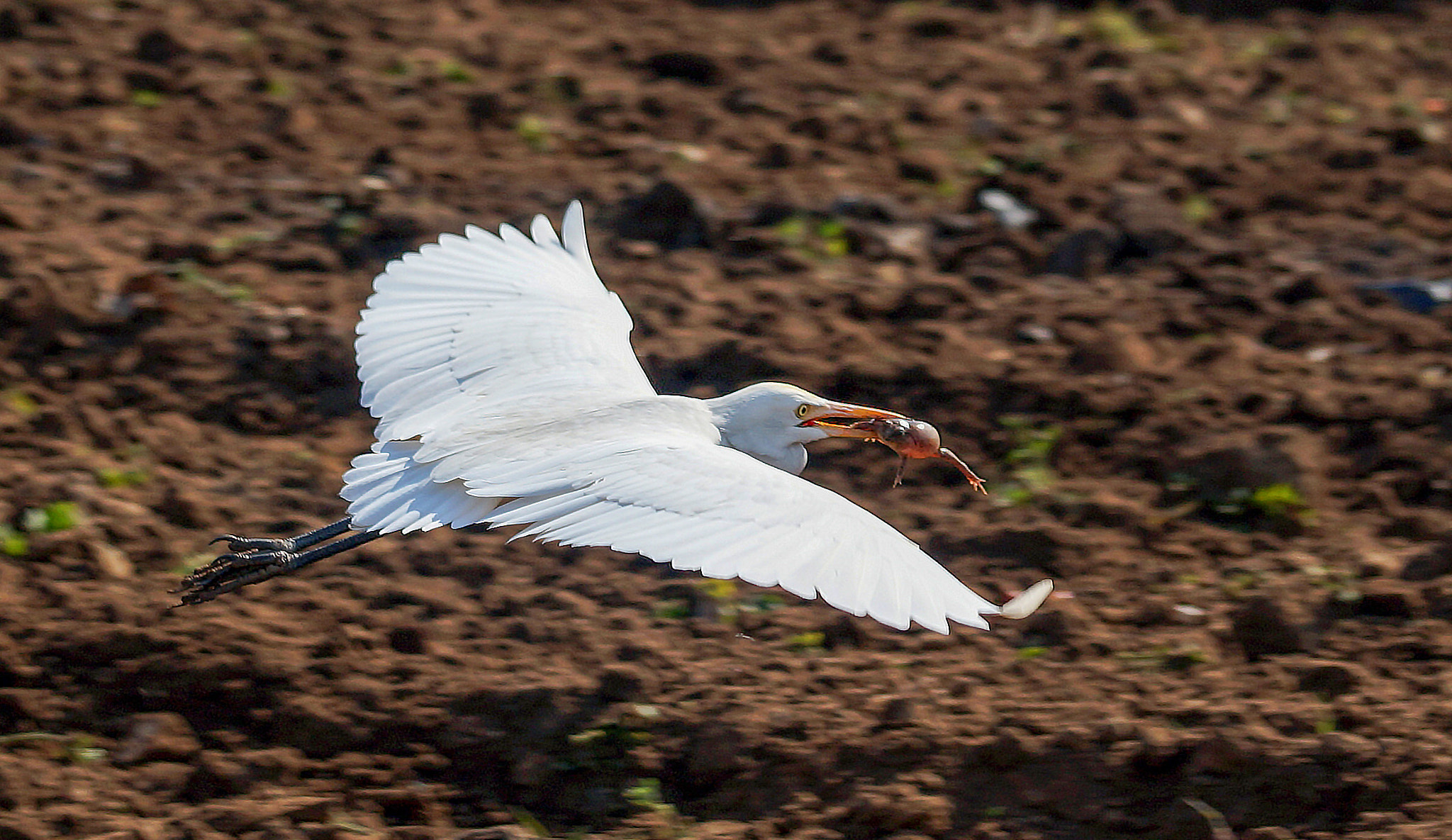 Sony DT 55-300mm F4.5-5.6 SAM sample photo. Prey photography
