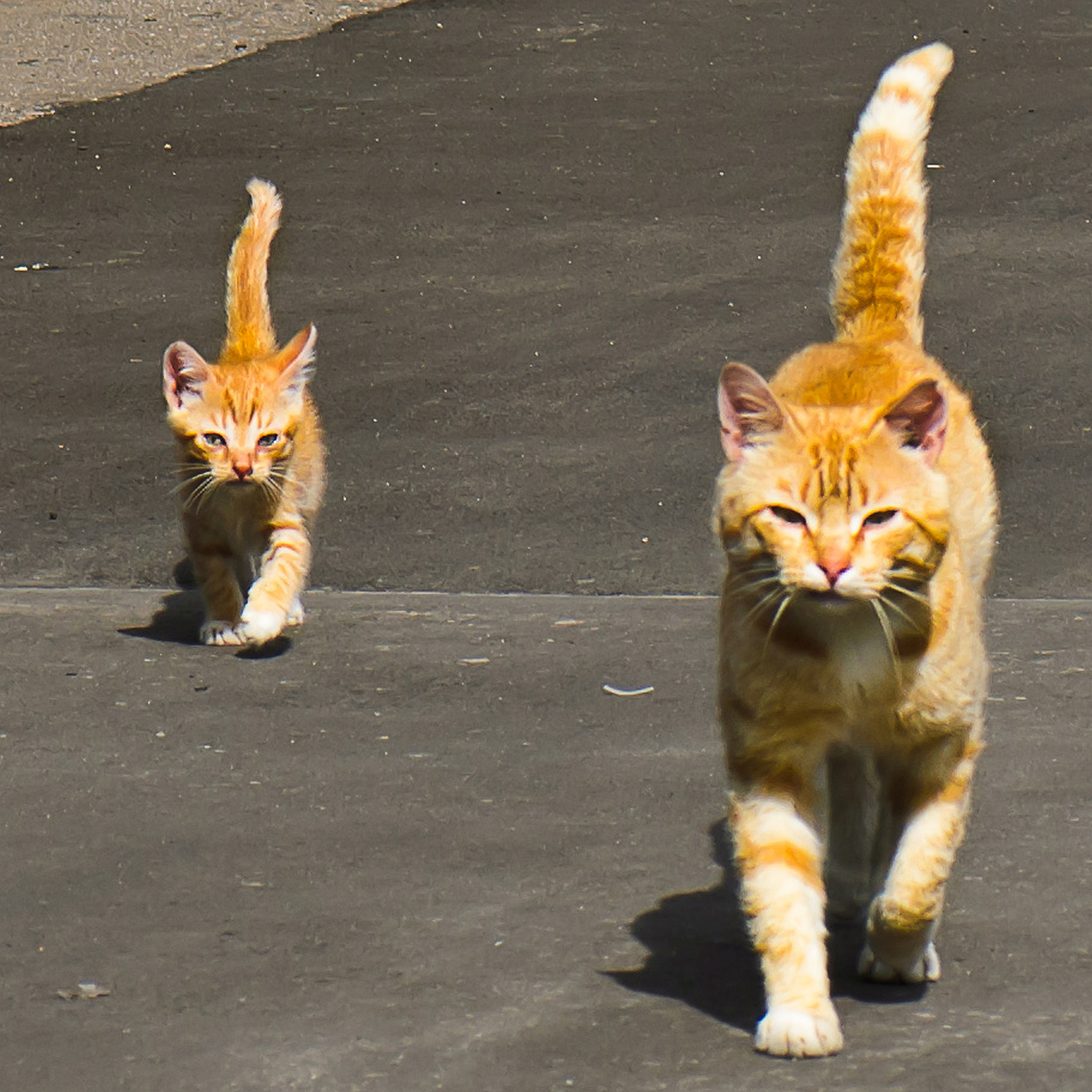 Nikon AF-S Micro-Nikkor 105mm F2.8G IF-ED VR sample photo. Me and mom: we are very serious animals photography