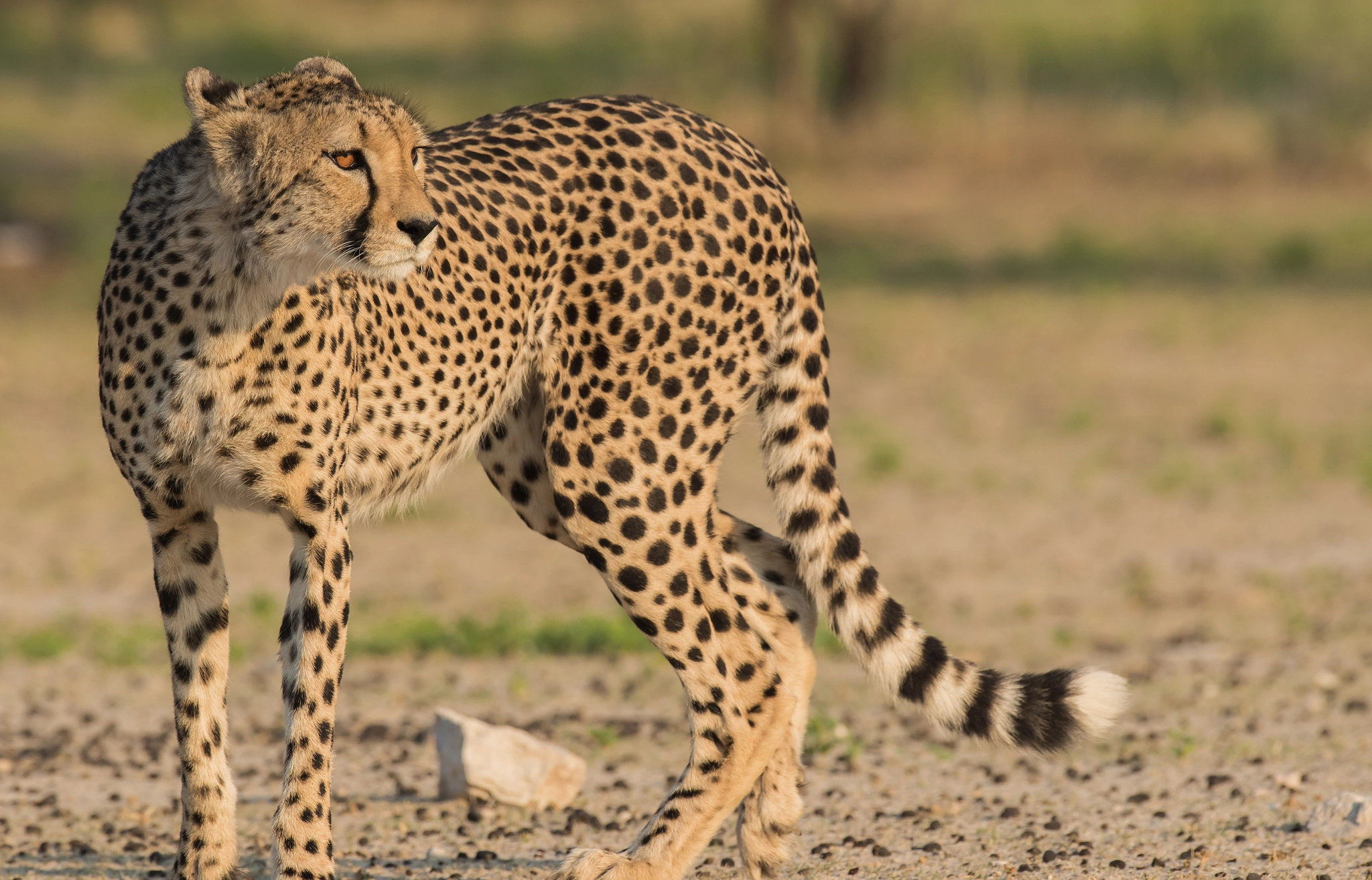 Cheetah glance