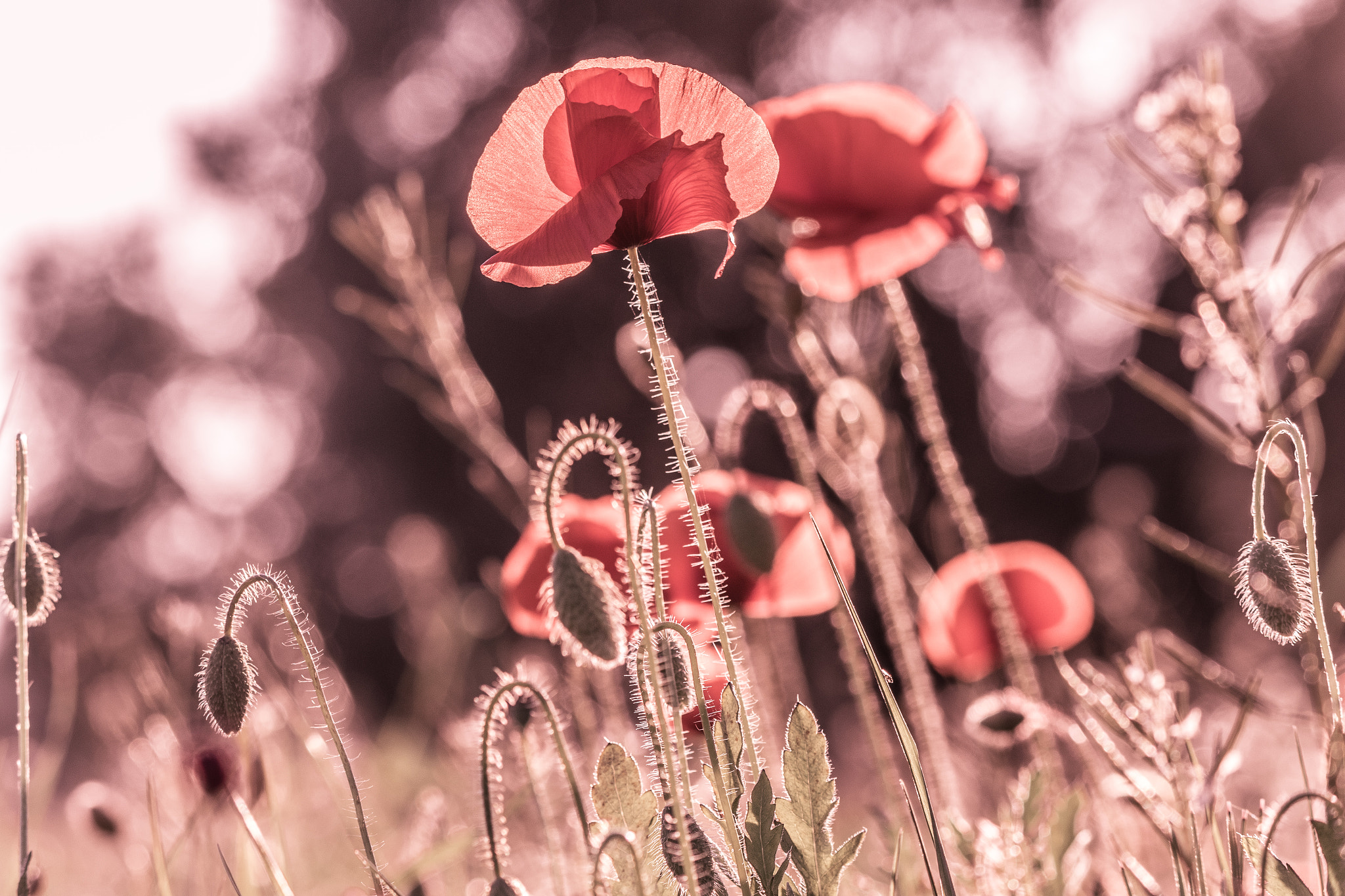 Canon EF-S 55-250mm F4-5.6 IS II sample photo. Poppies photography