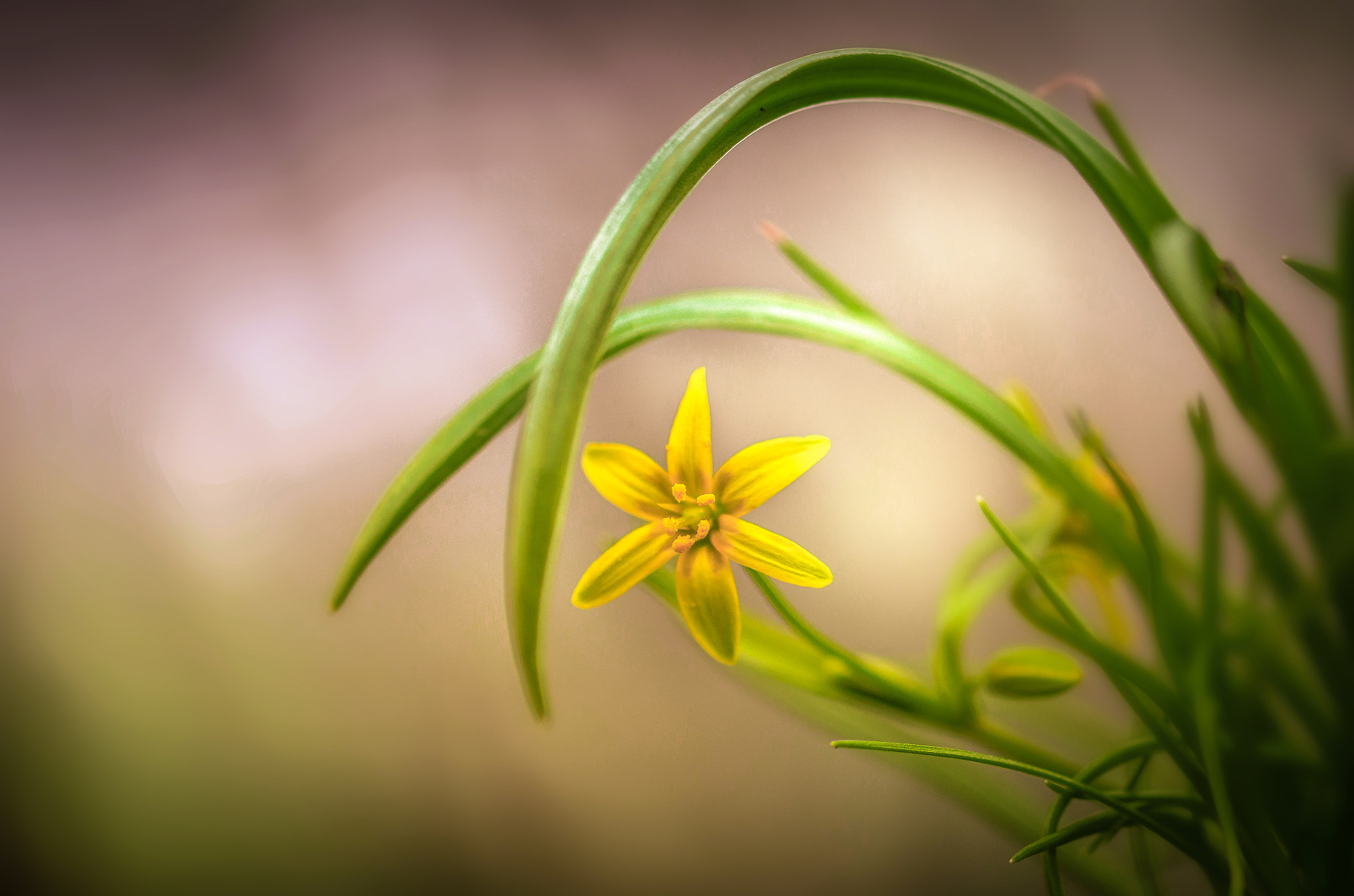 Sigma 105mm F2.8 EX DG OS HSM sample photo. Yellow star-of-bethlehem photography