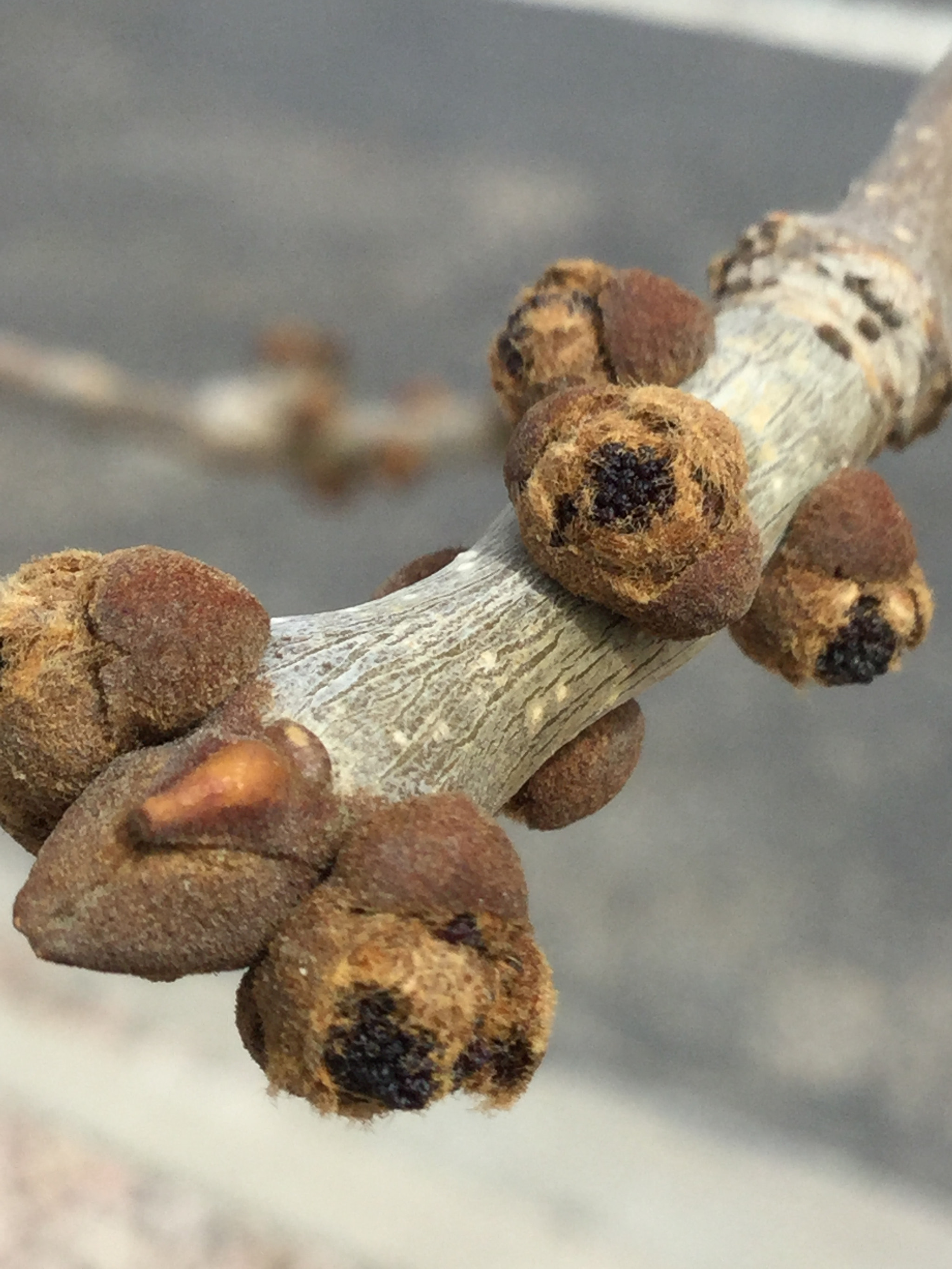 Apple iPad5,3 sample photo. Tiny buds on a tree. photography