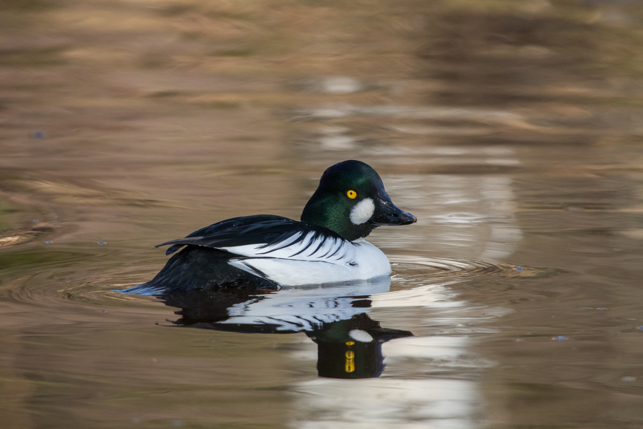Canon EF 100-400mm F4.5-5.6L IS USM sample photo. Common goldeneye (male) photography
