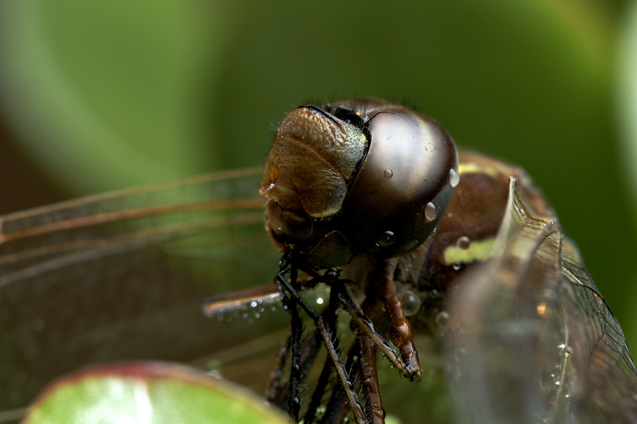 Nikon AF-S Micro-Nikkor 105mm F2.8G IF-ED VR sample photo. ...al rocio de la tarde... photography