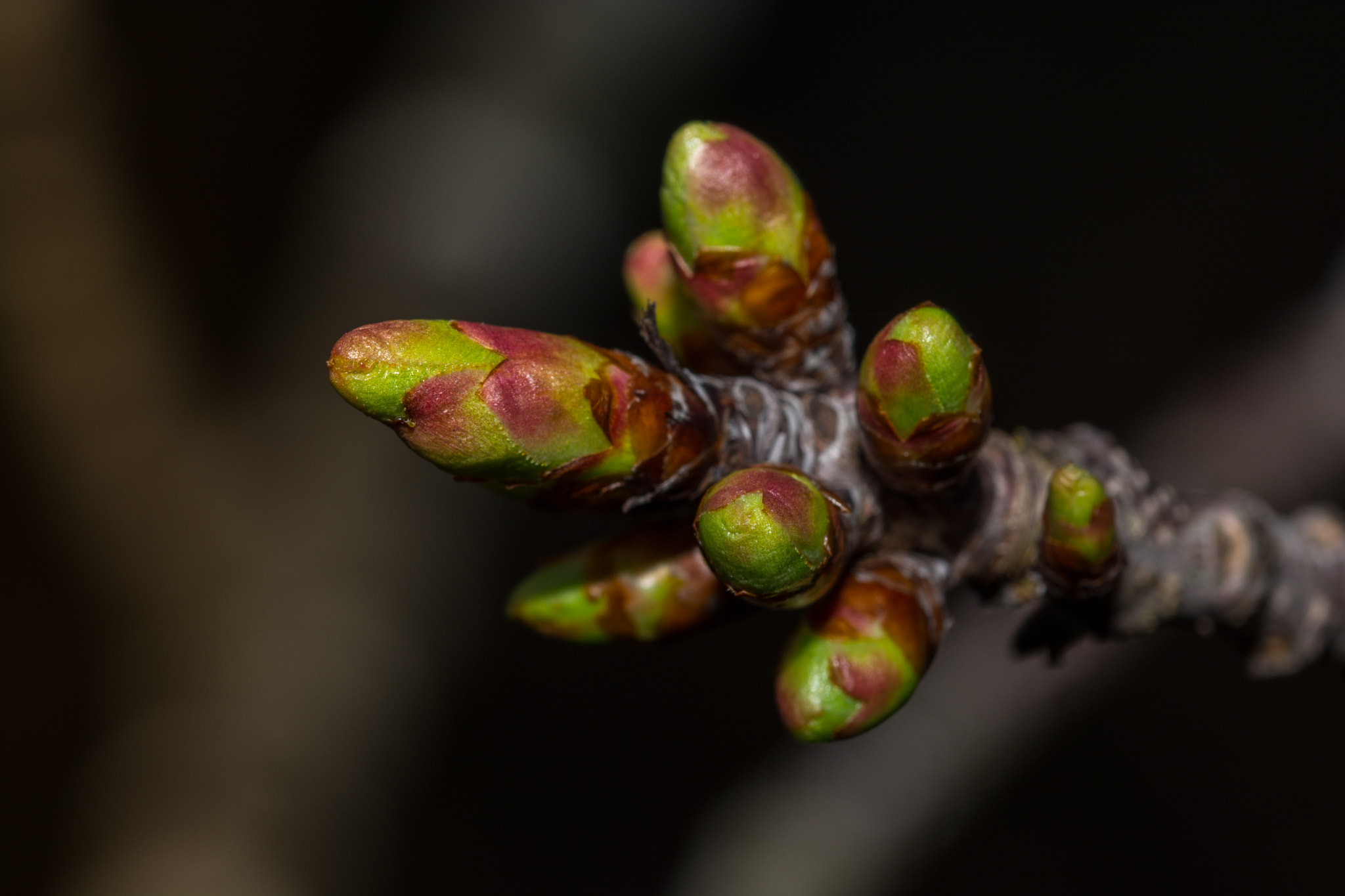 Sigma 105mm F2.8 EX DG OS HSM sample photo. Der frühling naht photography