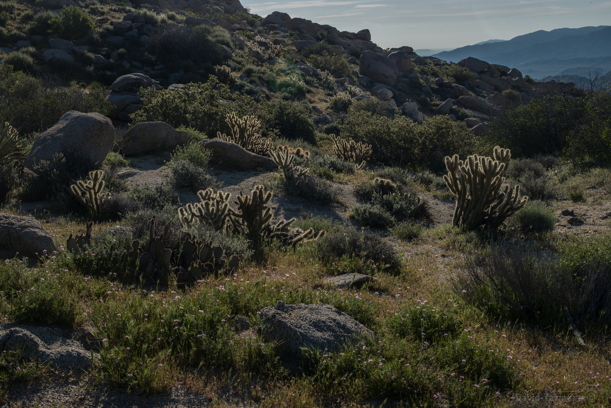 Nikon D800 sample photo. Anza-borrego desert state park photography