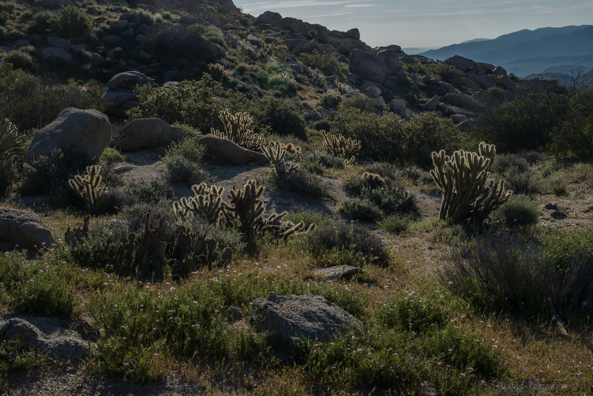 Nikon D800 + Nikon AF-S Nikkor 50mm F1.4G sample photo. Anza-borrego desert state park photography