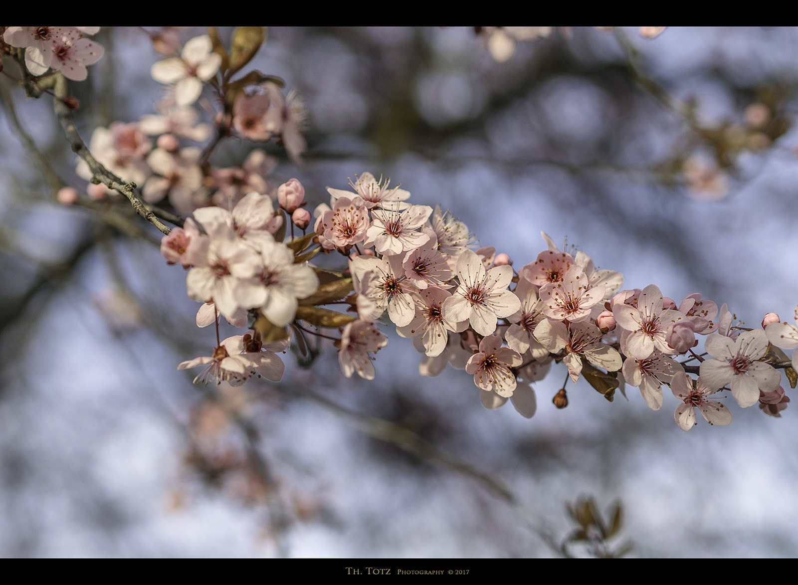 Olympus OM-D E-M5 sample photo. Pink blossoms photography