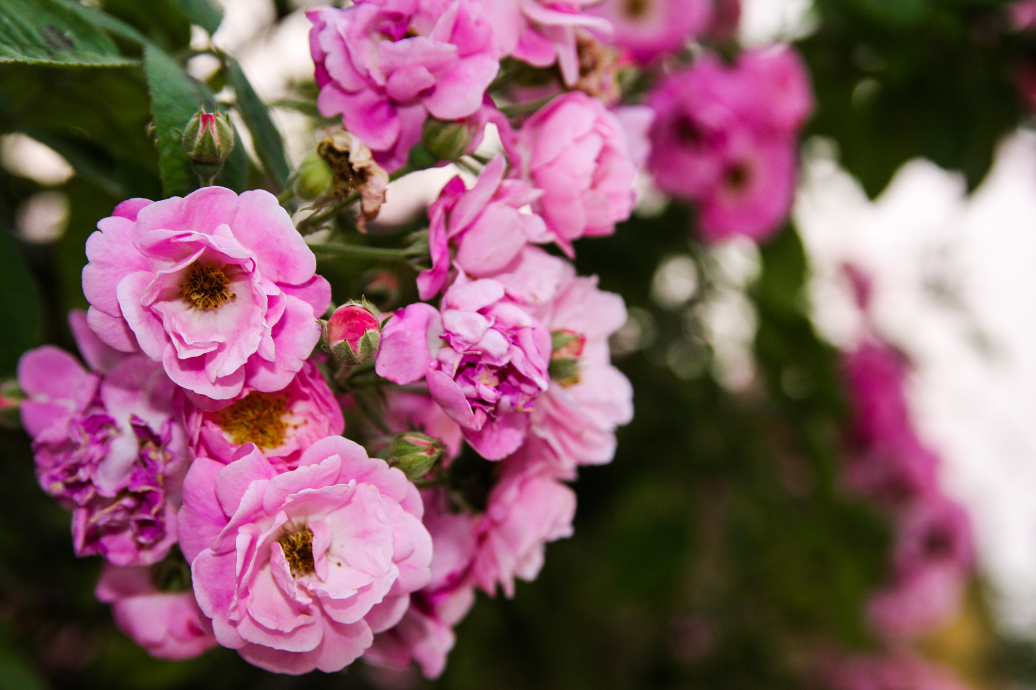 Canon EF-S 17-55mm F2.8 IS USM sample photo. Flowers photography