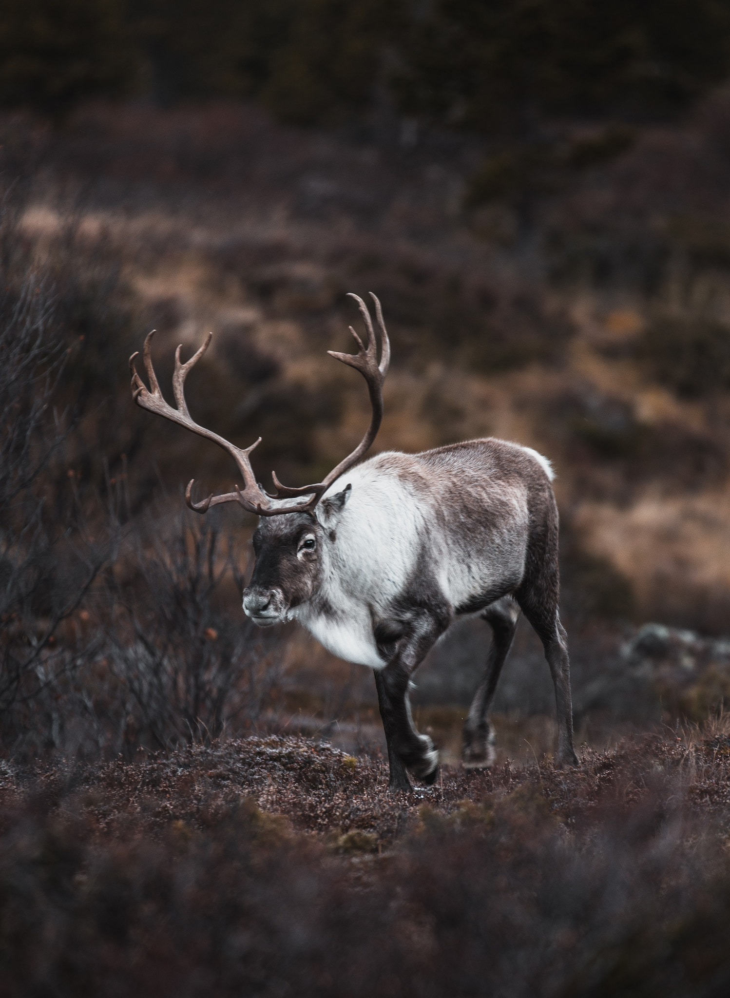 Canon EOS 6D + Canon EF 70-200mm F2.8L IS II USM sample photo. Antlers ii photography