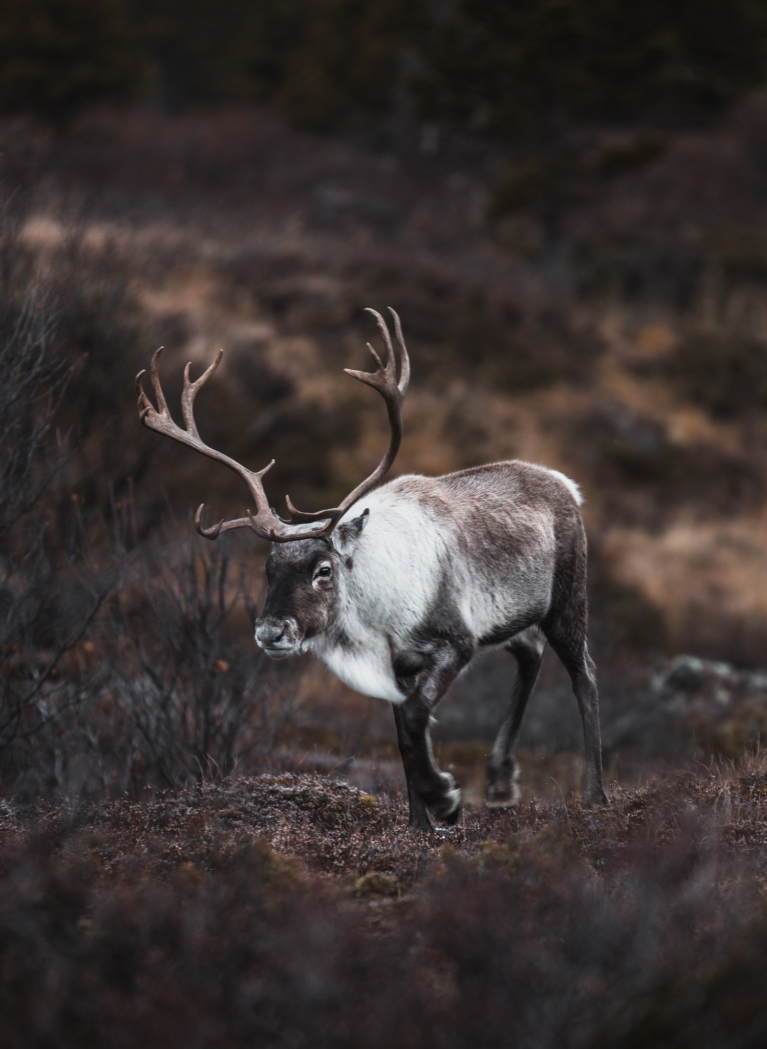 Canon EF 70-200mm F2.8L IS II USM sample photo. Antlers ii photography