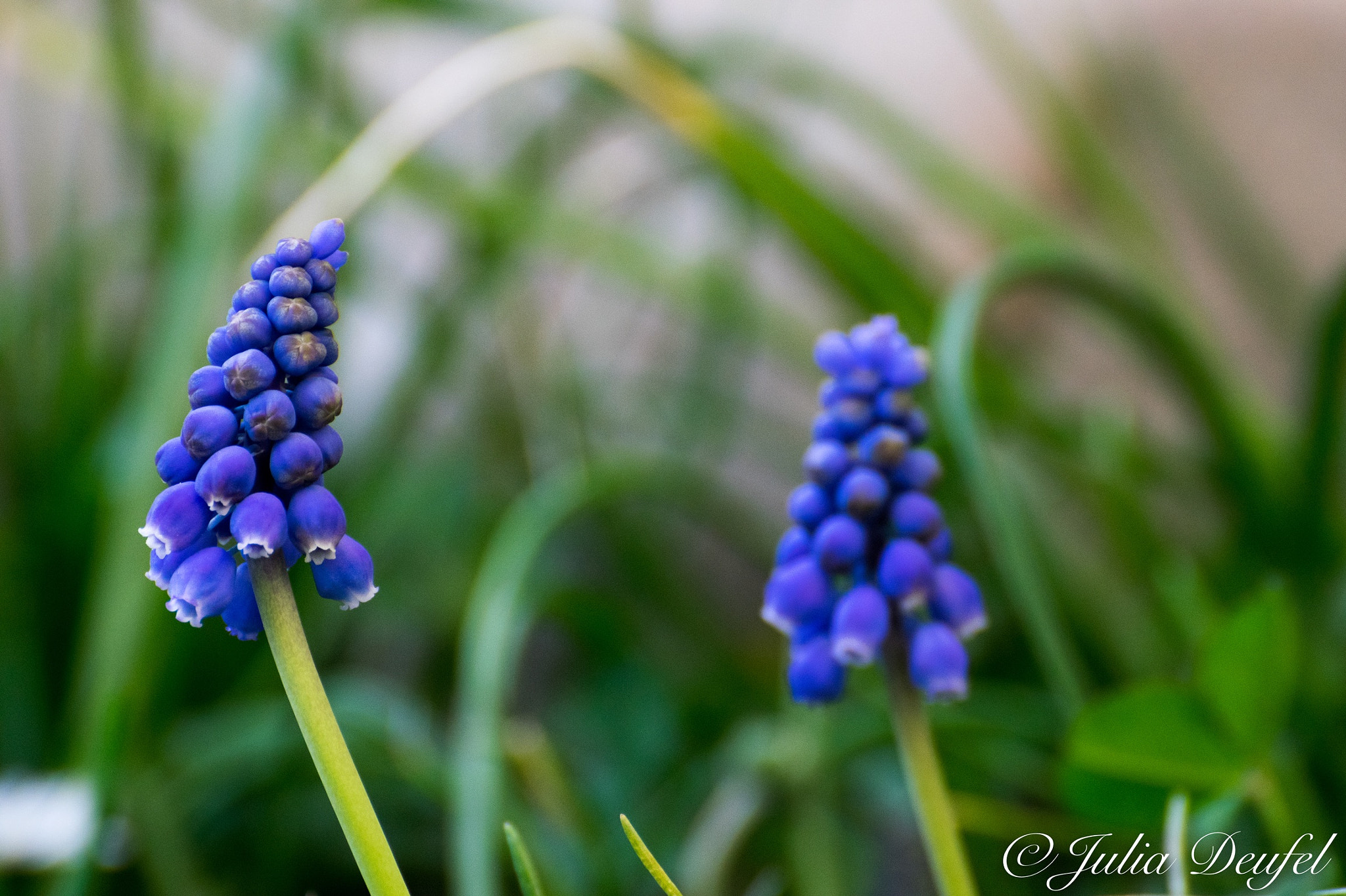 Nikon D5300 sample photo. Spring in blue photography