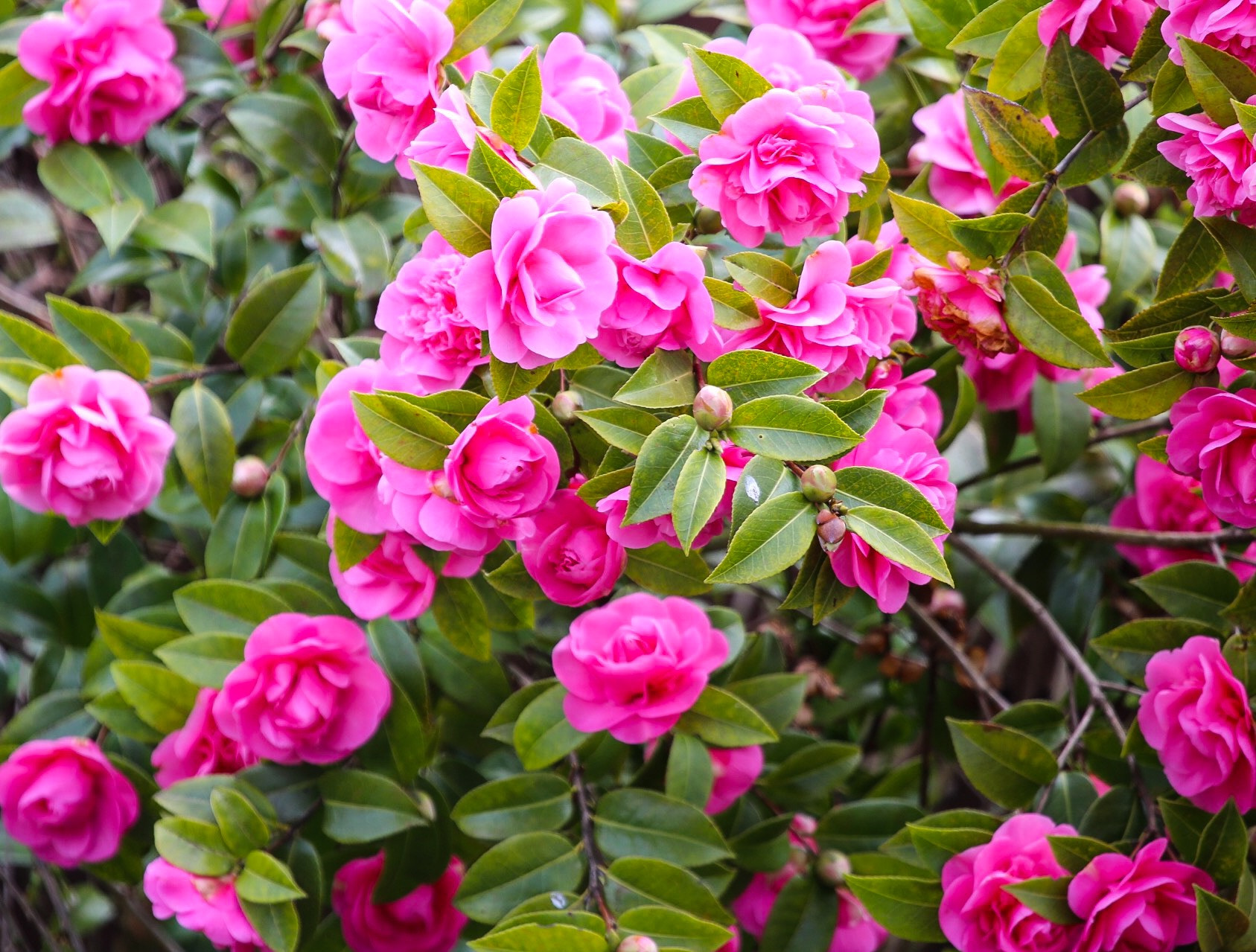 Canon EF 100-400mm F4.5-5.6L IS USM sample photo. Pink blooms photography