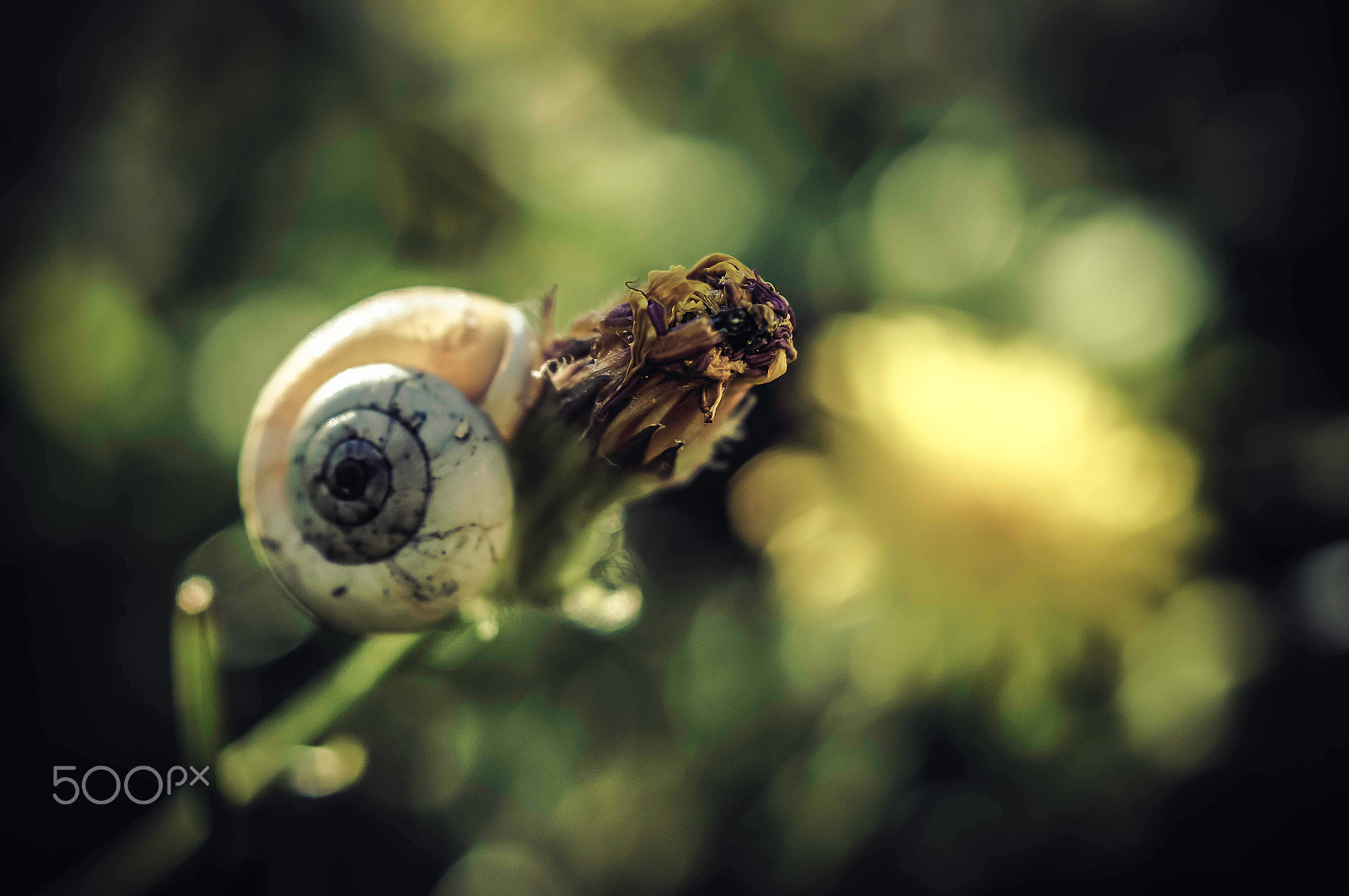 Sony SLT-A57 sample photo. Snail flower! two photography
