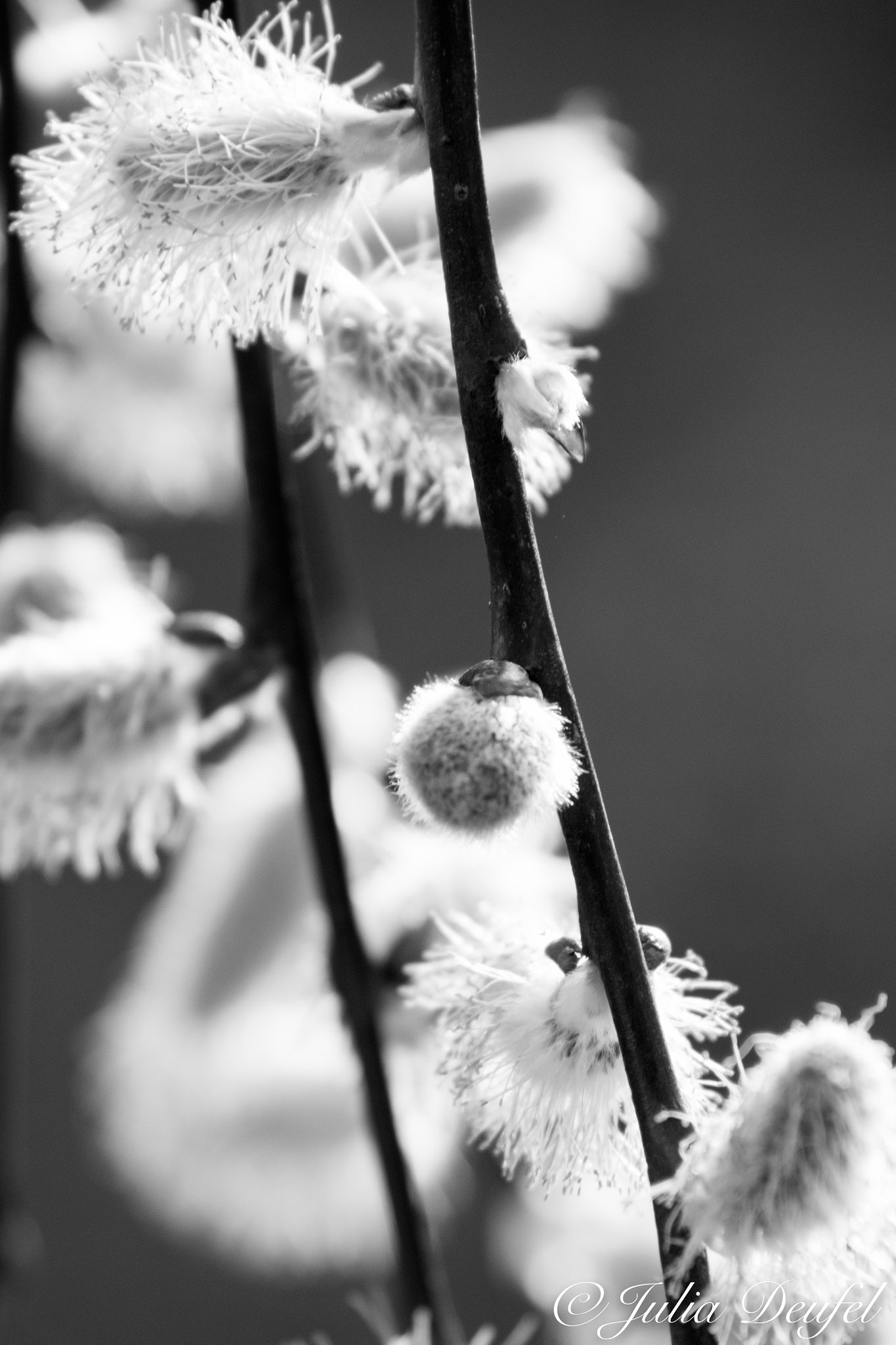 Nikon D5300 + Tamron SP 70-300mm F4-5.6 Di VC USD sample photo. Willow cotton in black and white photography