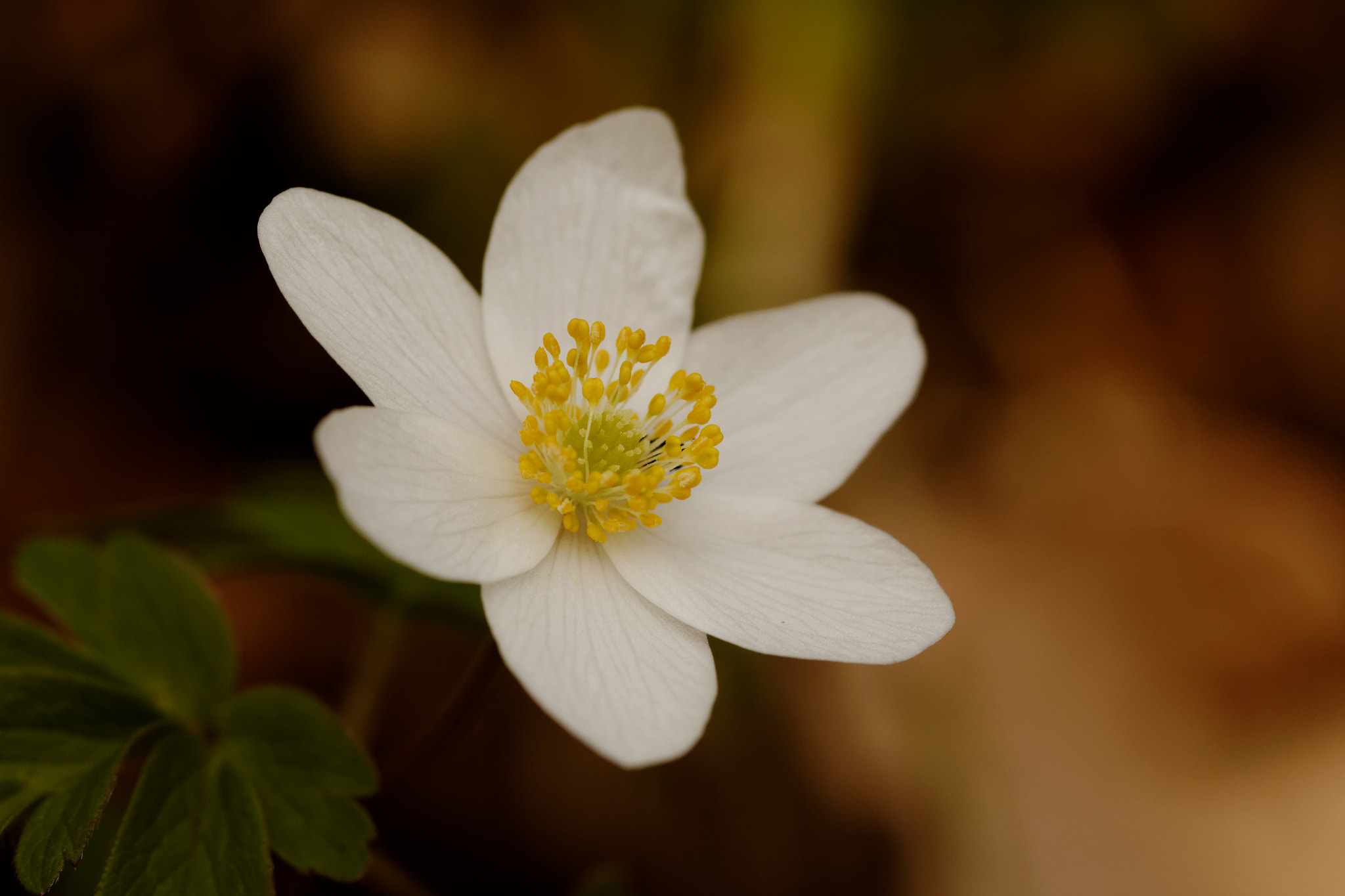 Canon EF 100mm F2.8L Macro IS USM sample photo. Dxo photography