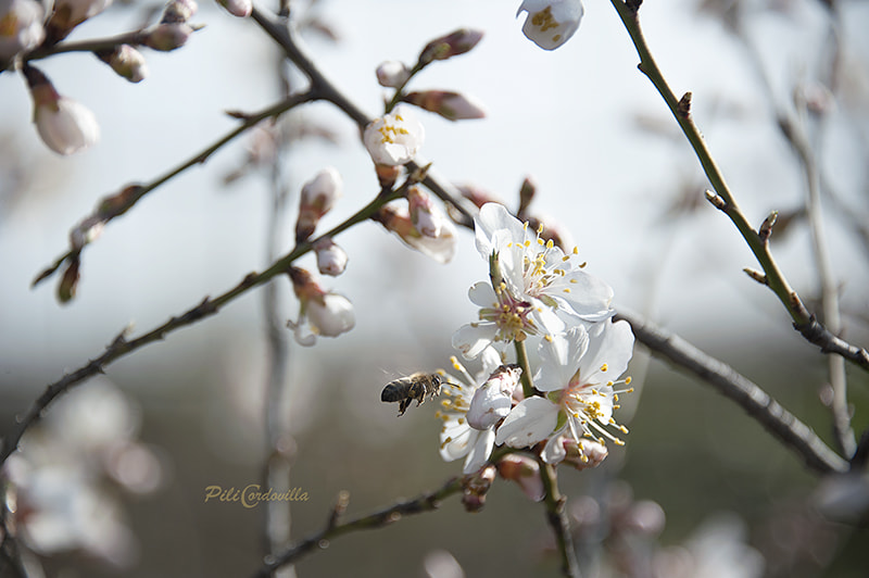 Nikon D700 sample photo. Buscando photography