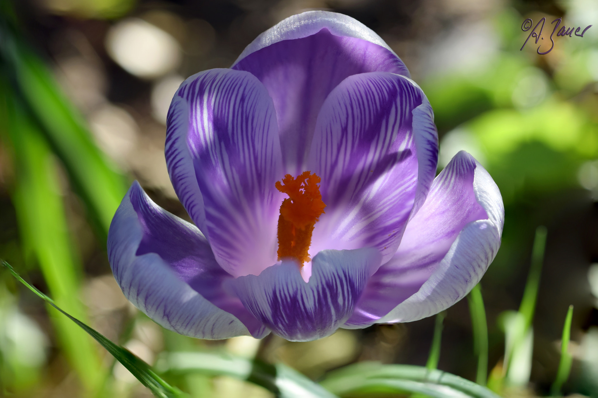 Nikon D5300 + AF Nikkor 50mm f/1.4 sample photo. White and purple photography