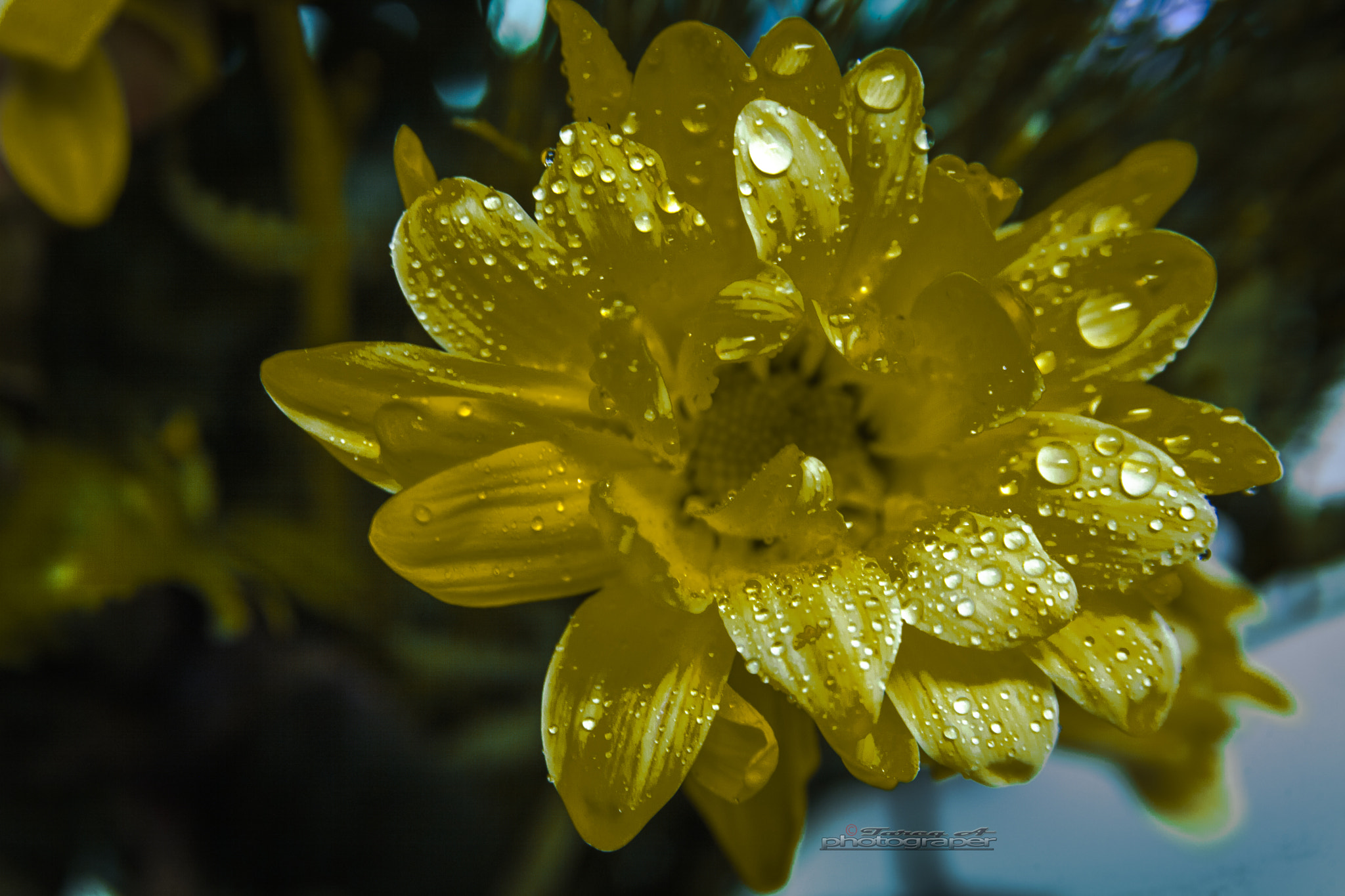 Canon EF 28-135mm F3.5-5.6 IS USM sample photo. Flowers photography