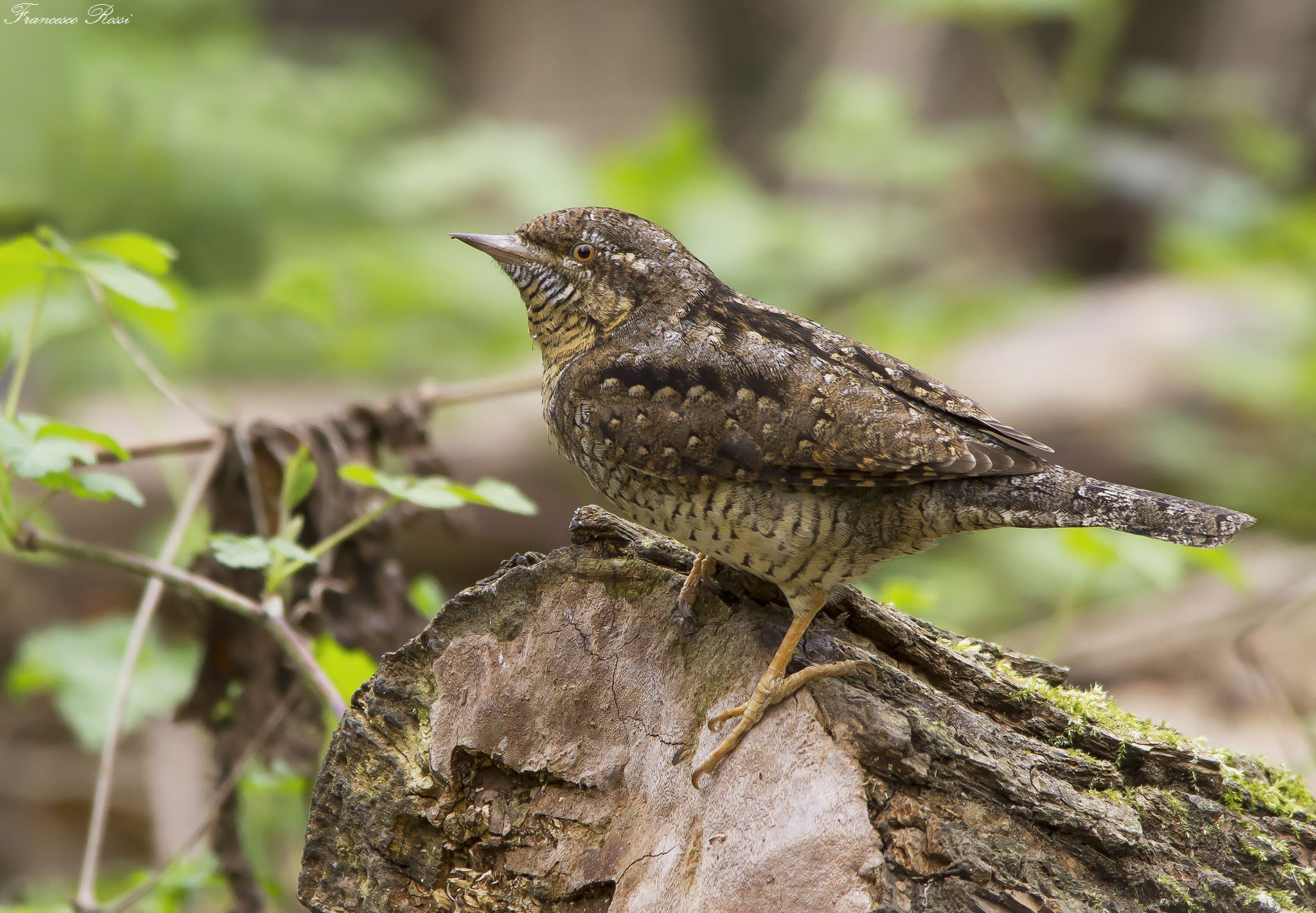 Canon EOS 7D sample photo. Wryneck, torcicollo photography