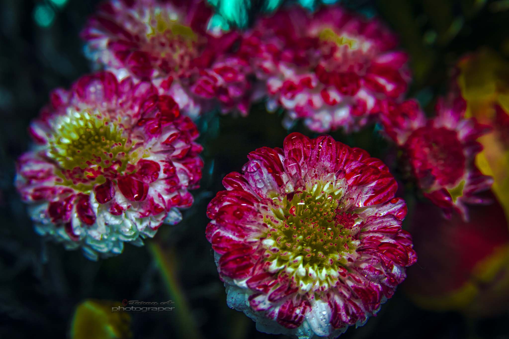 Canon EF 28-135mm F3.5-5.6 IS USM sample photo. Flowers photography