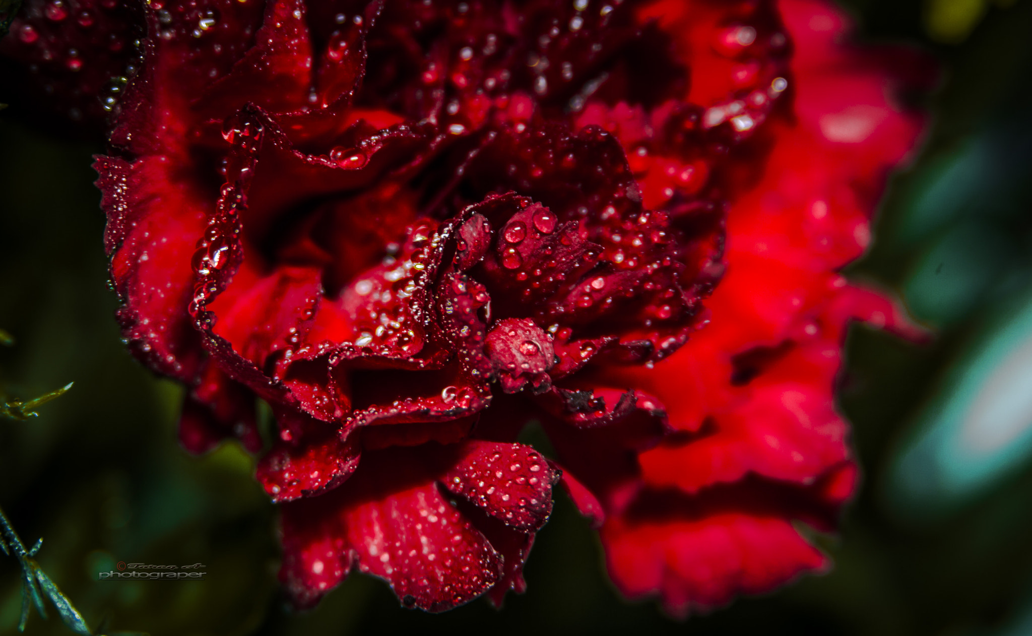 Canon EF 28-135mm F3.5-5.6 IS USM sample photo. Flowers photography