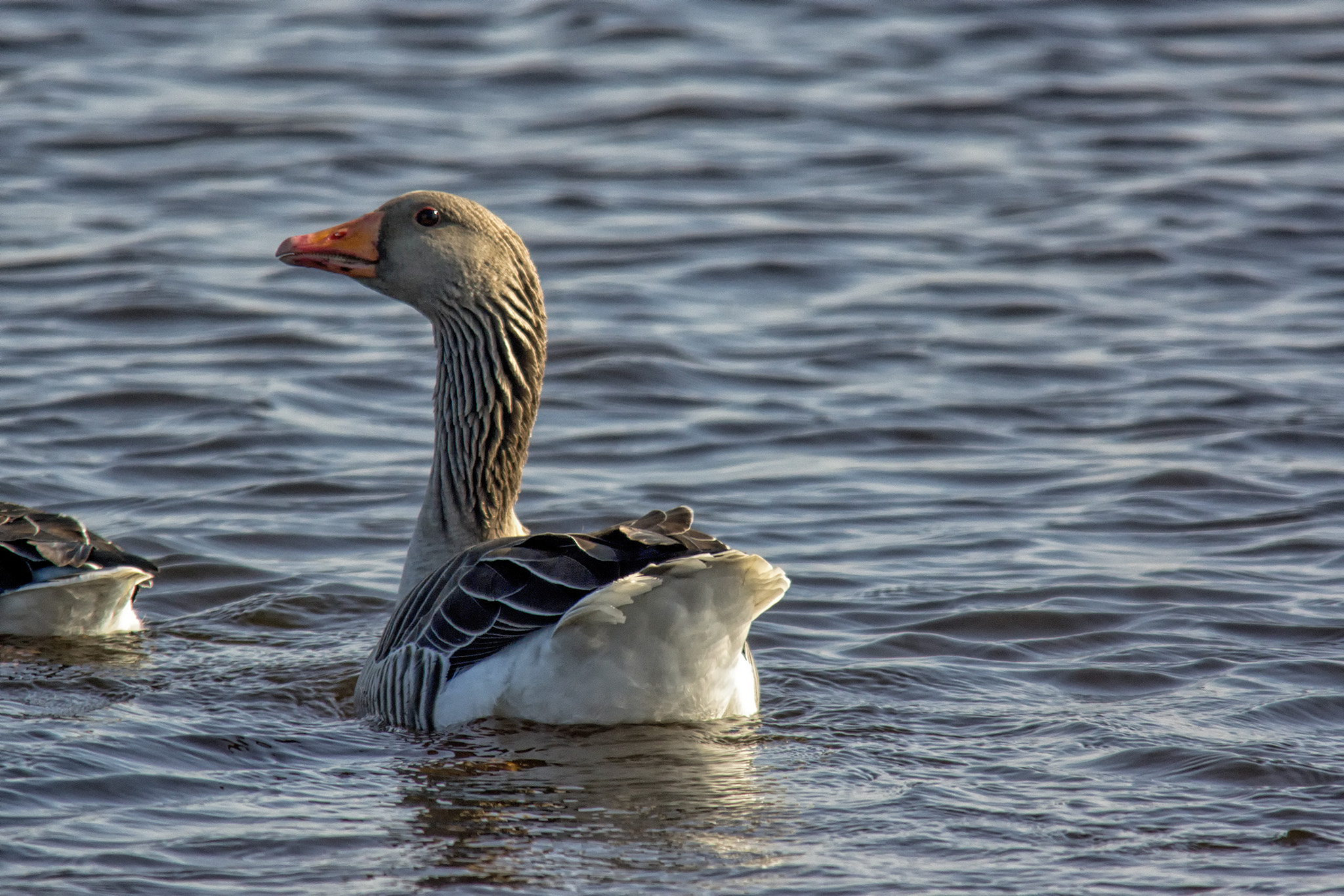 Sigma 150-500mm F5-6.3 DG OS HSM sample photo. Don't you dare! photography